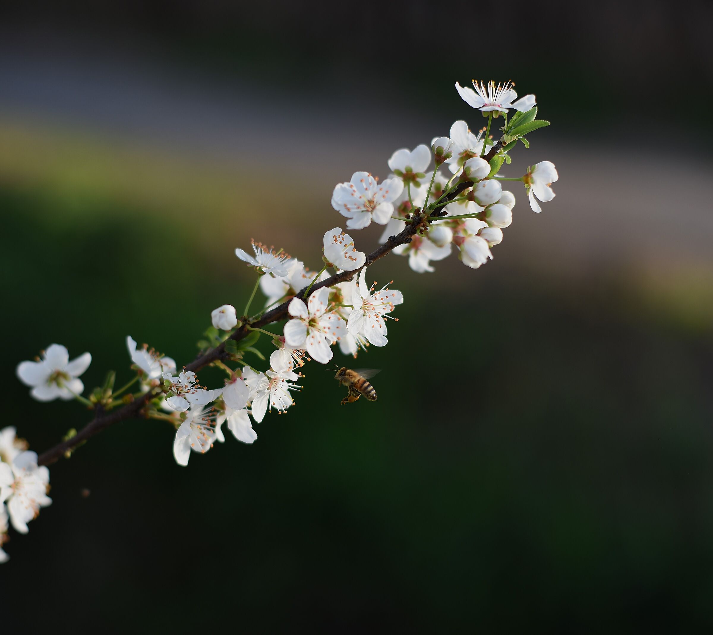 Bees are already at work