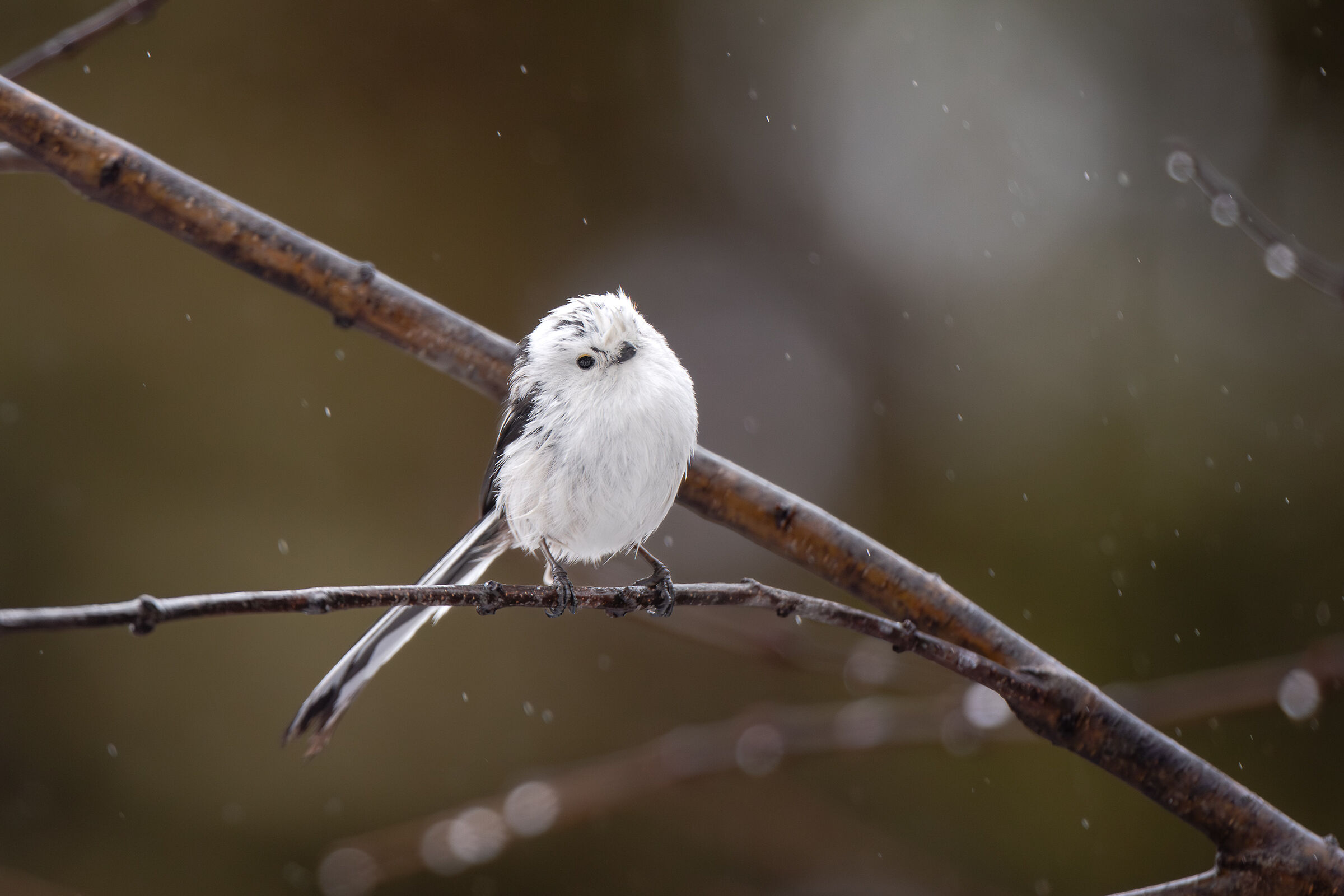 Giappone Selvaggio 2026 - Codibugnolo