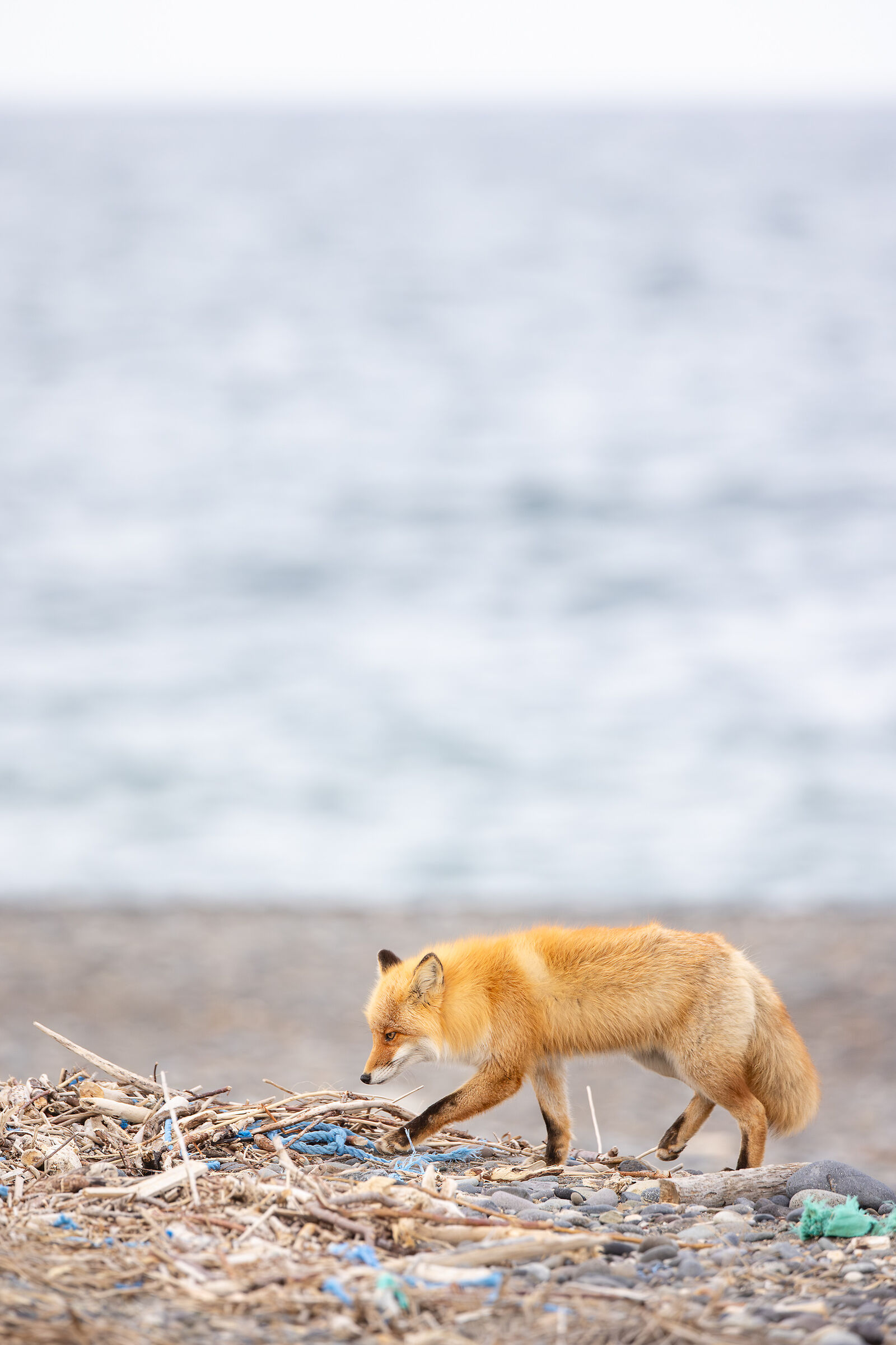 Giappone Selvaggio 2026 - Volpe Eizo