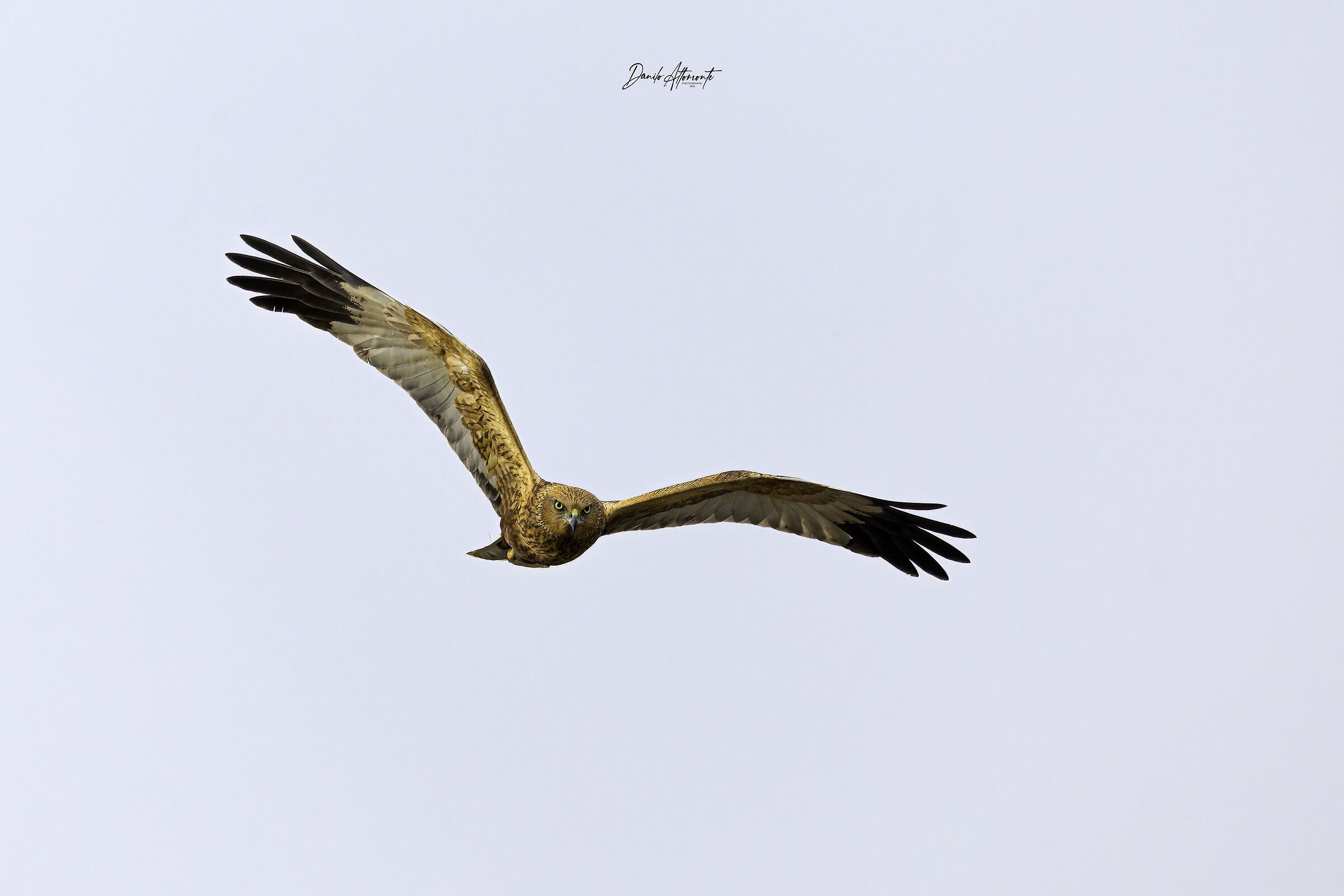 Marsh Harrier