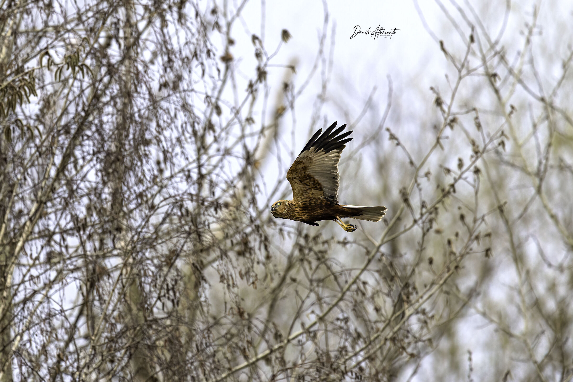 Marsh Harrier