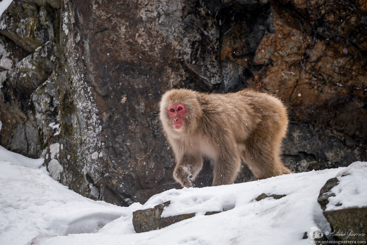 Snow monkey