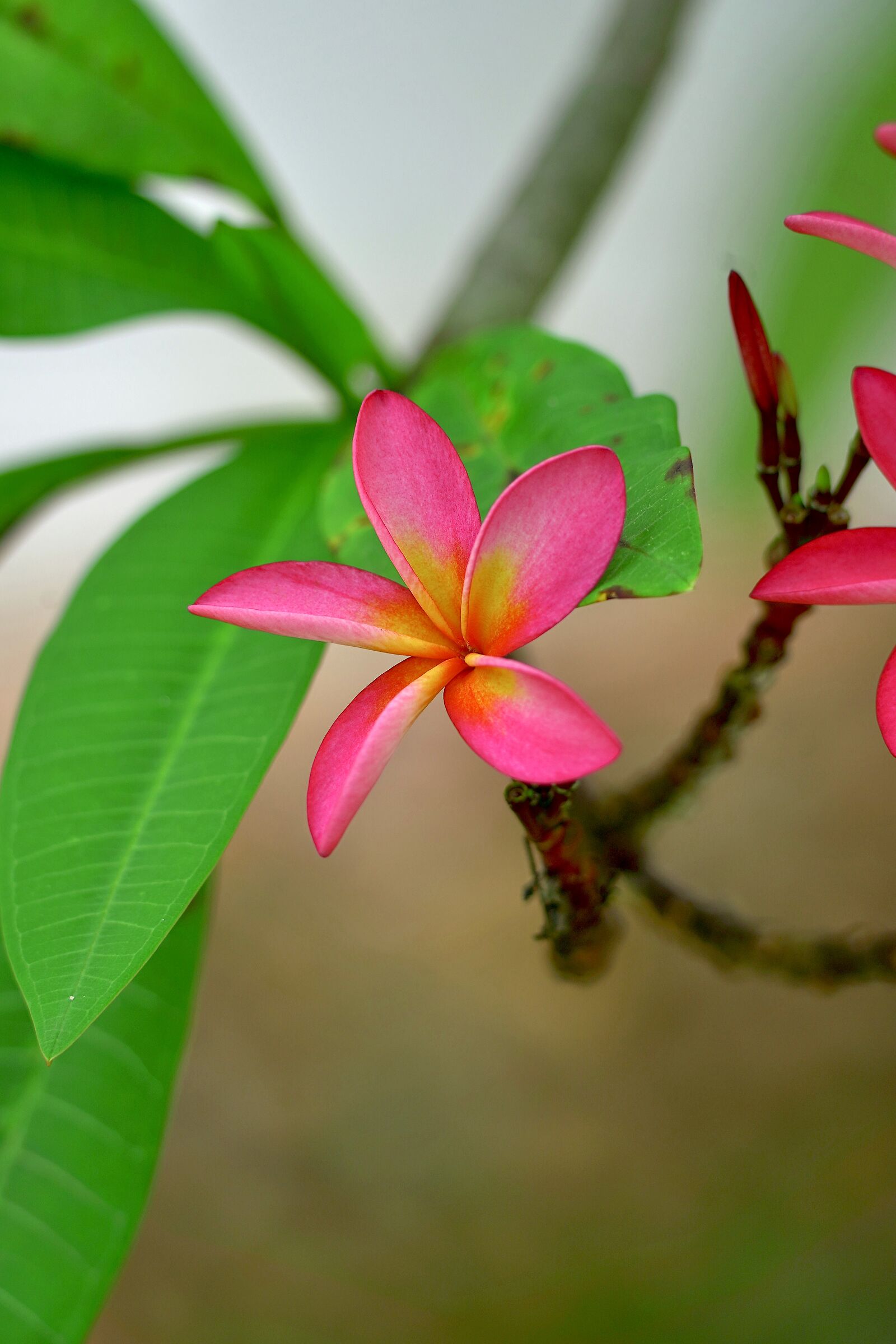 Plumeria