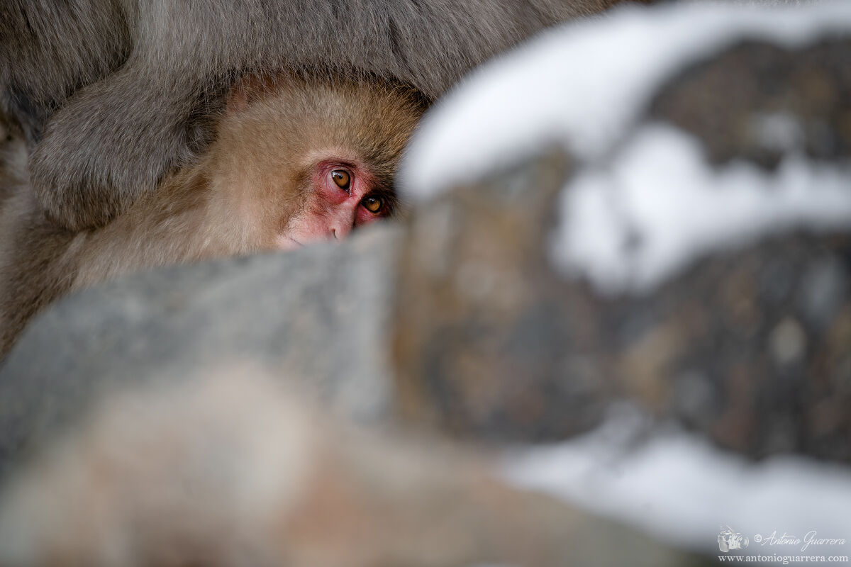 Cucciolo - Snow monkey