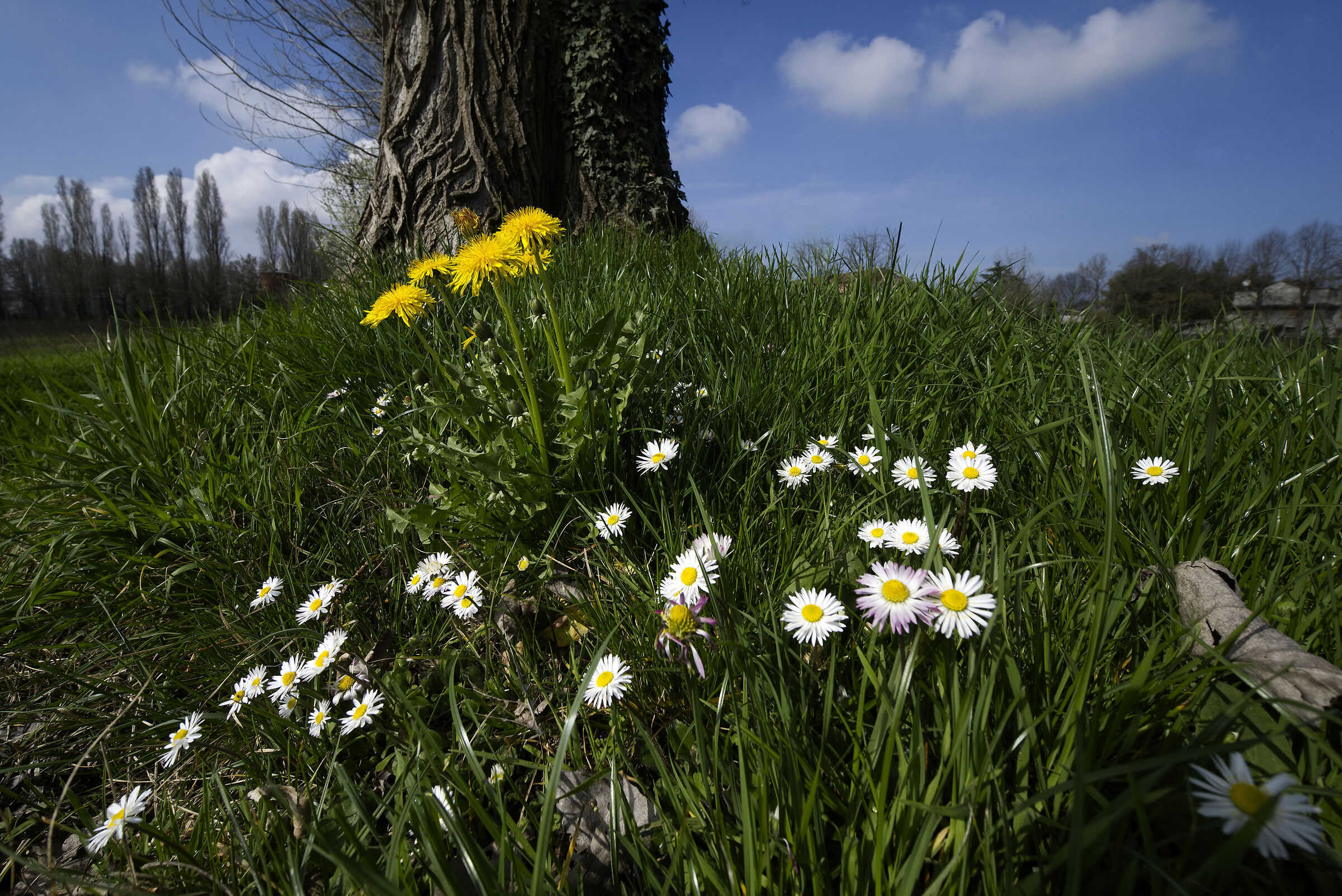 Spring Coming