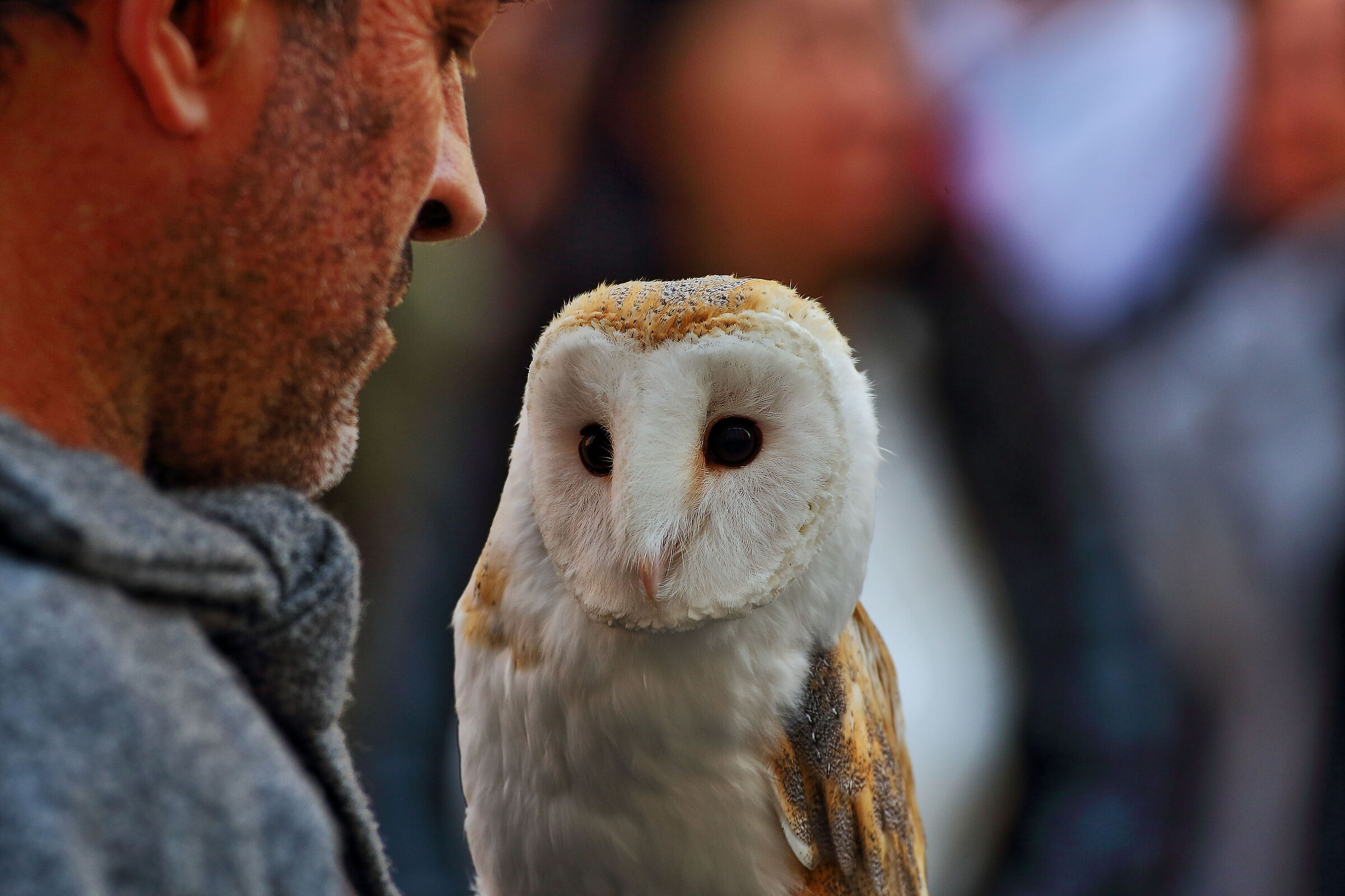 The falconers 01