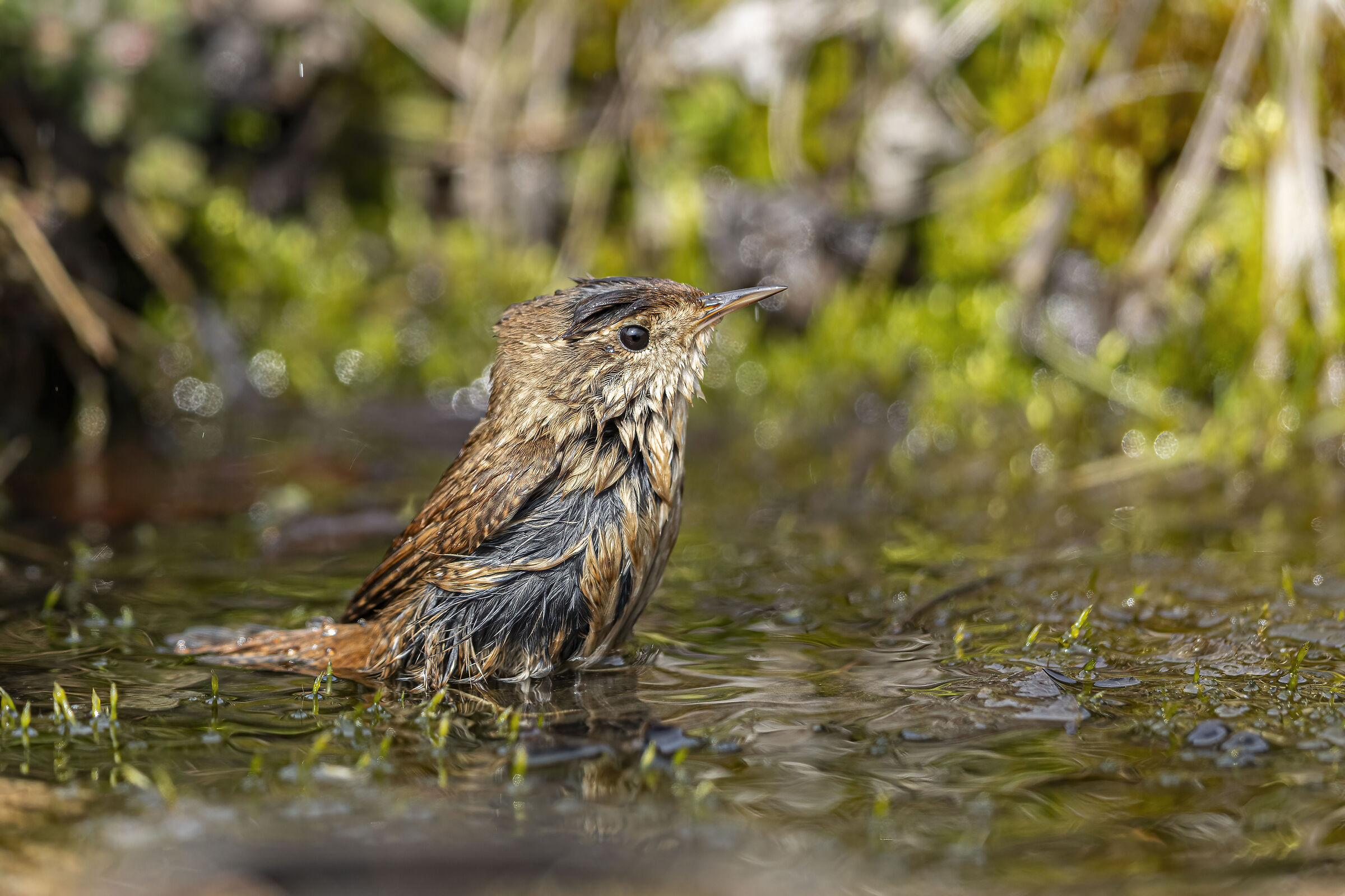 The Wren's Bath