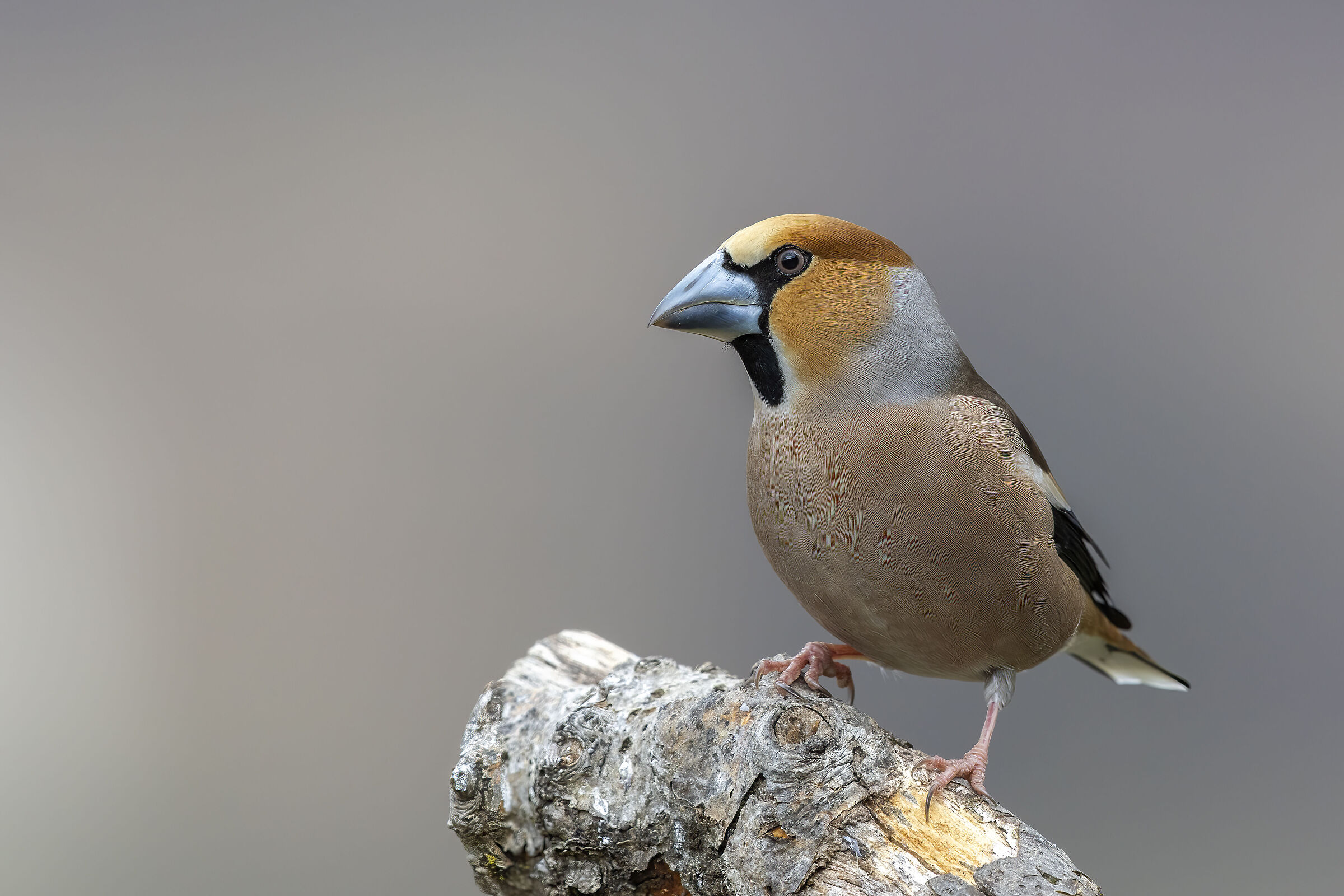 Frosone. Ferrara di Monte Baldo marzo 2026