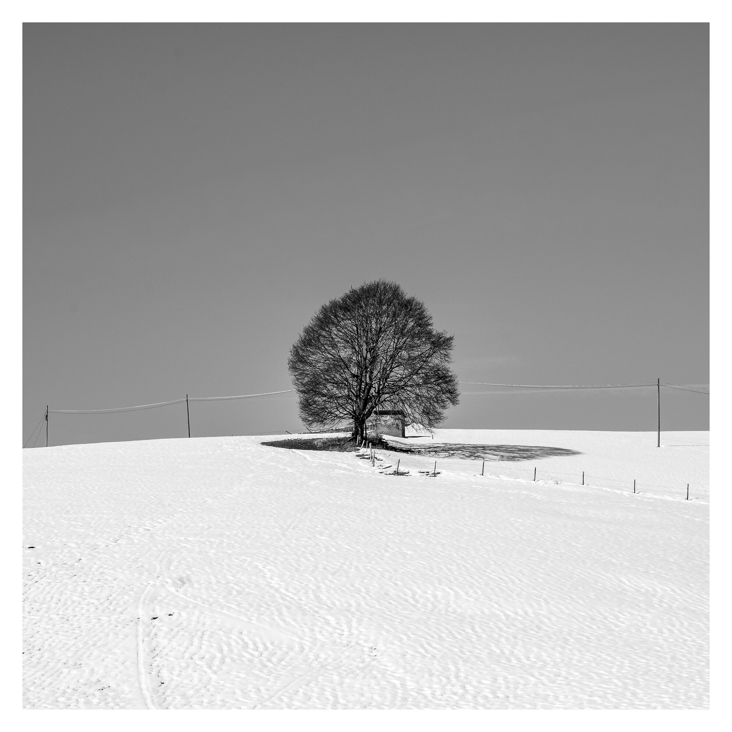 Albero, inverno, sole, neve