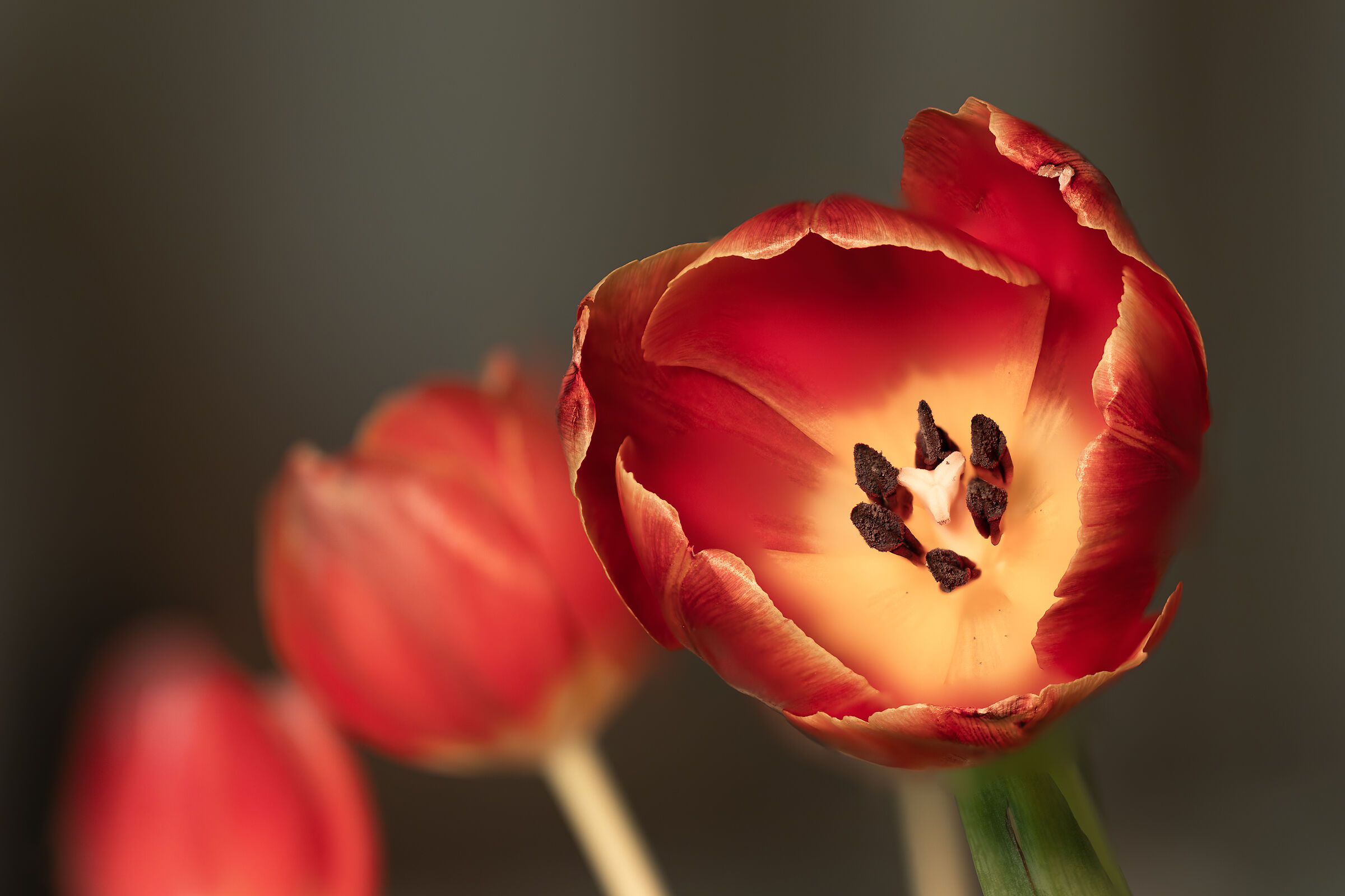 Tulip