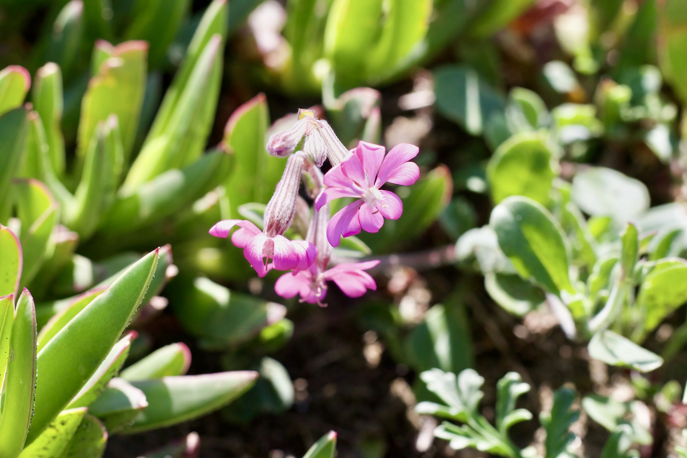 Silene