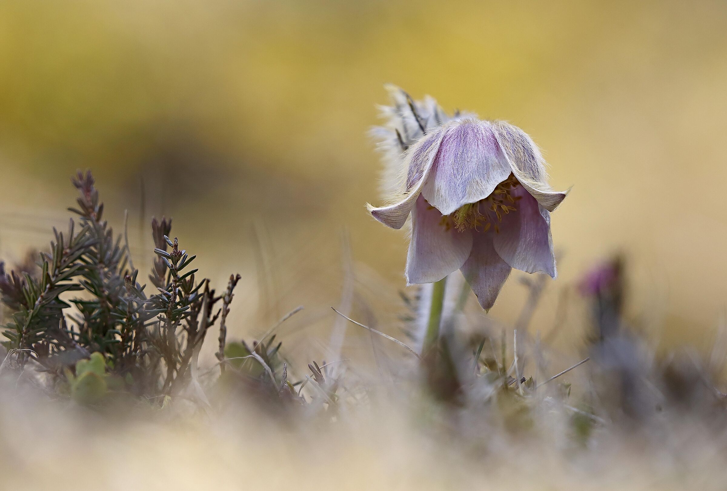 Composizione montana