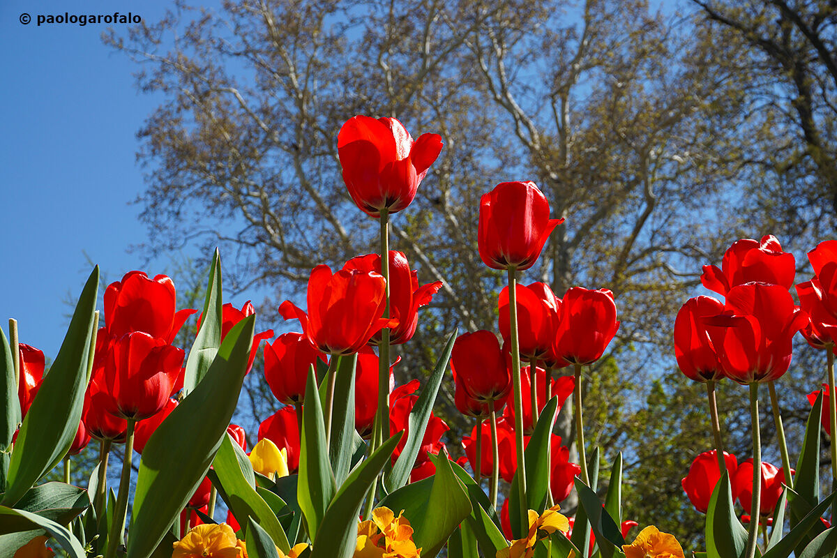 Spring in Sofia