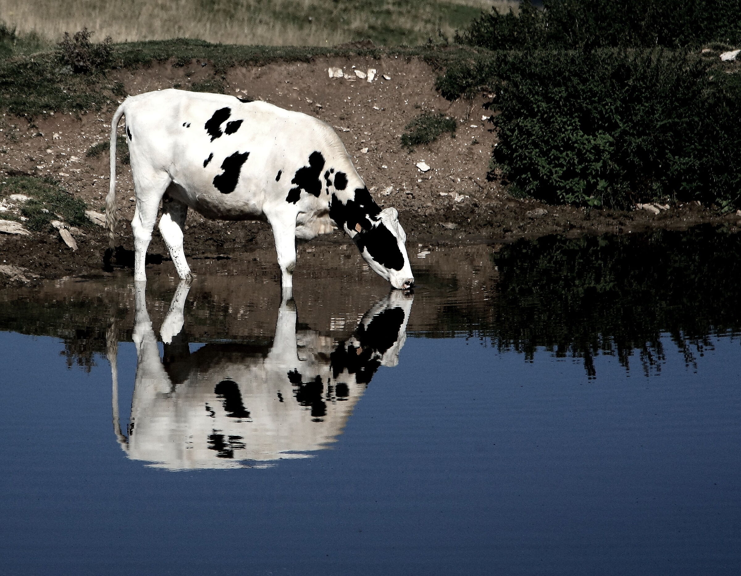 Mucca