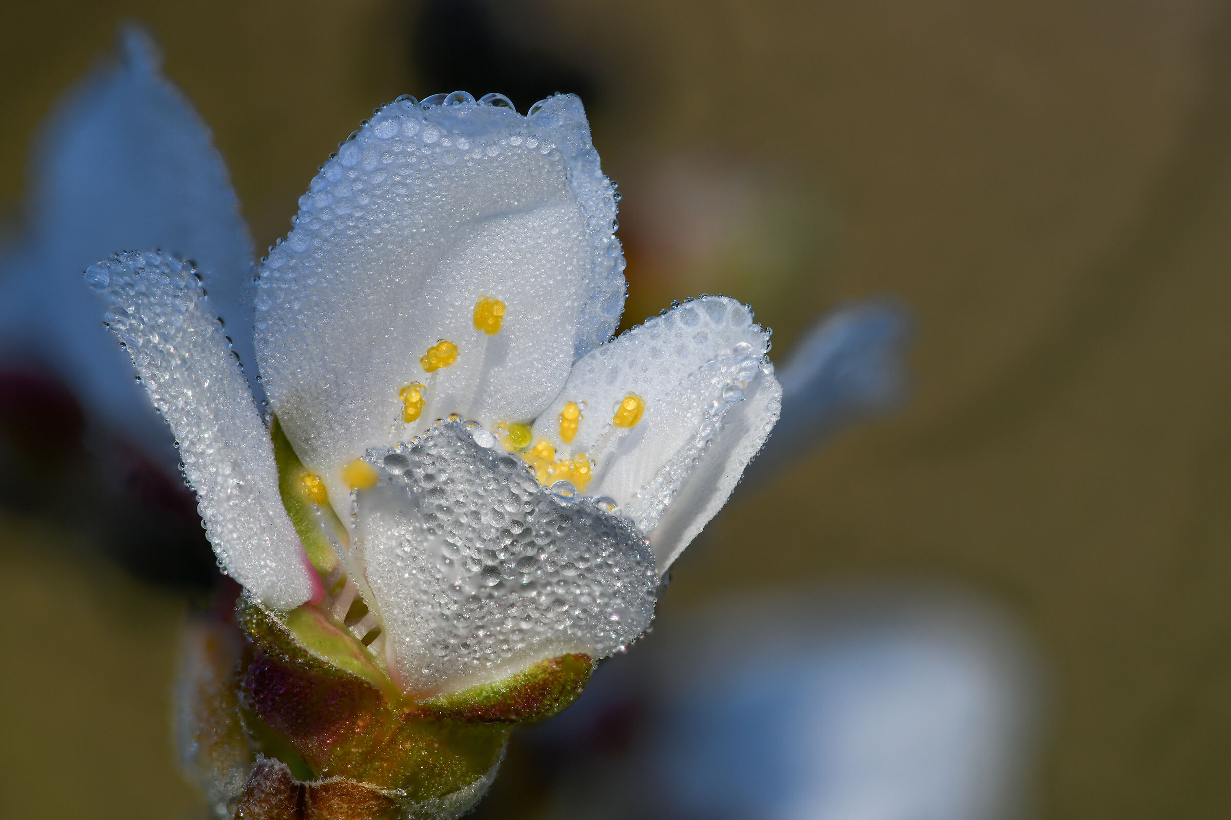 Prunus Dulcis var. soft almond