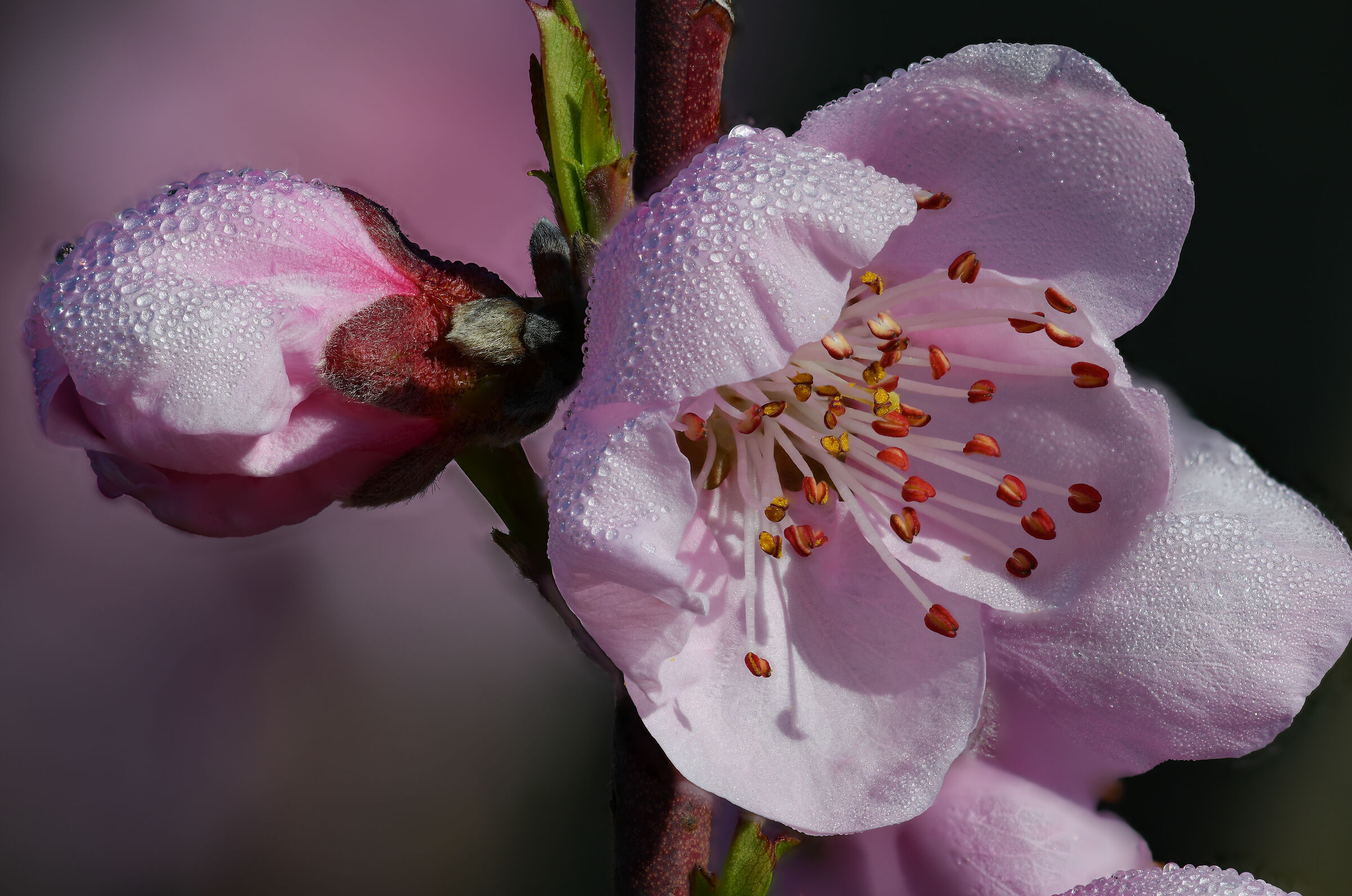 Prunus persica (el persegaro)