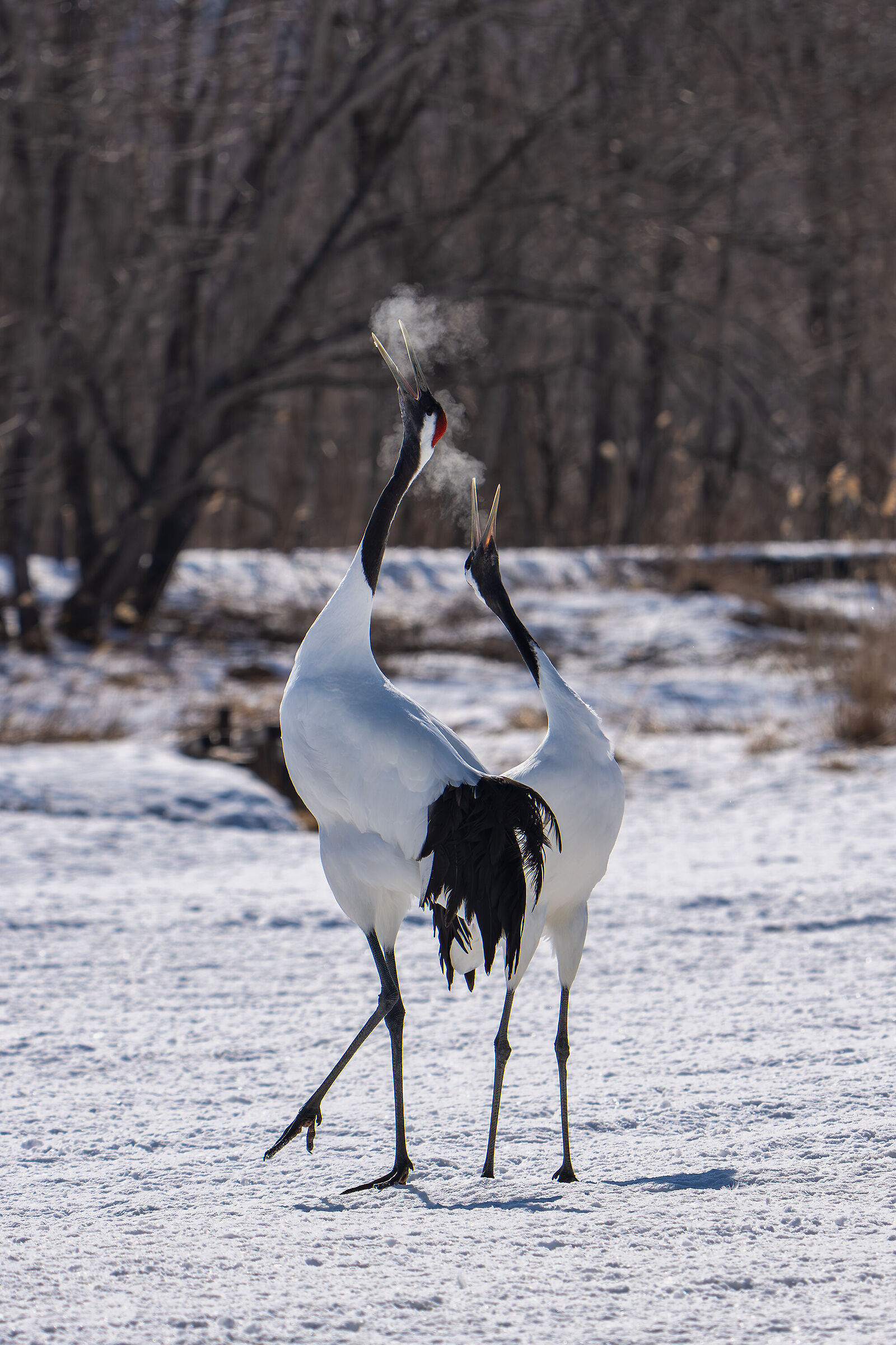 Manchurian crane in ballet