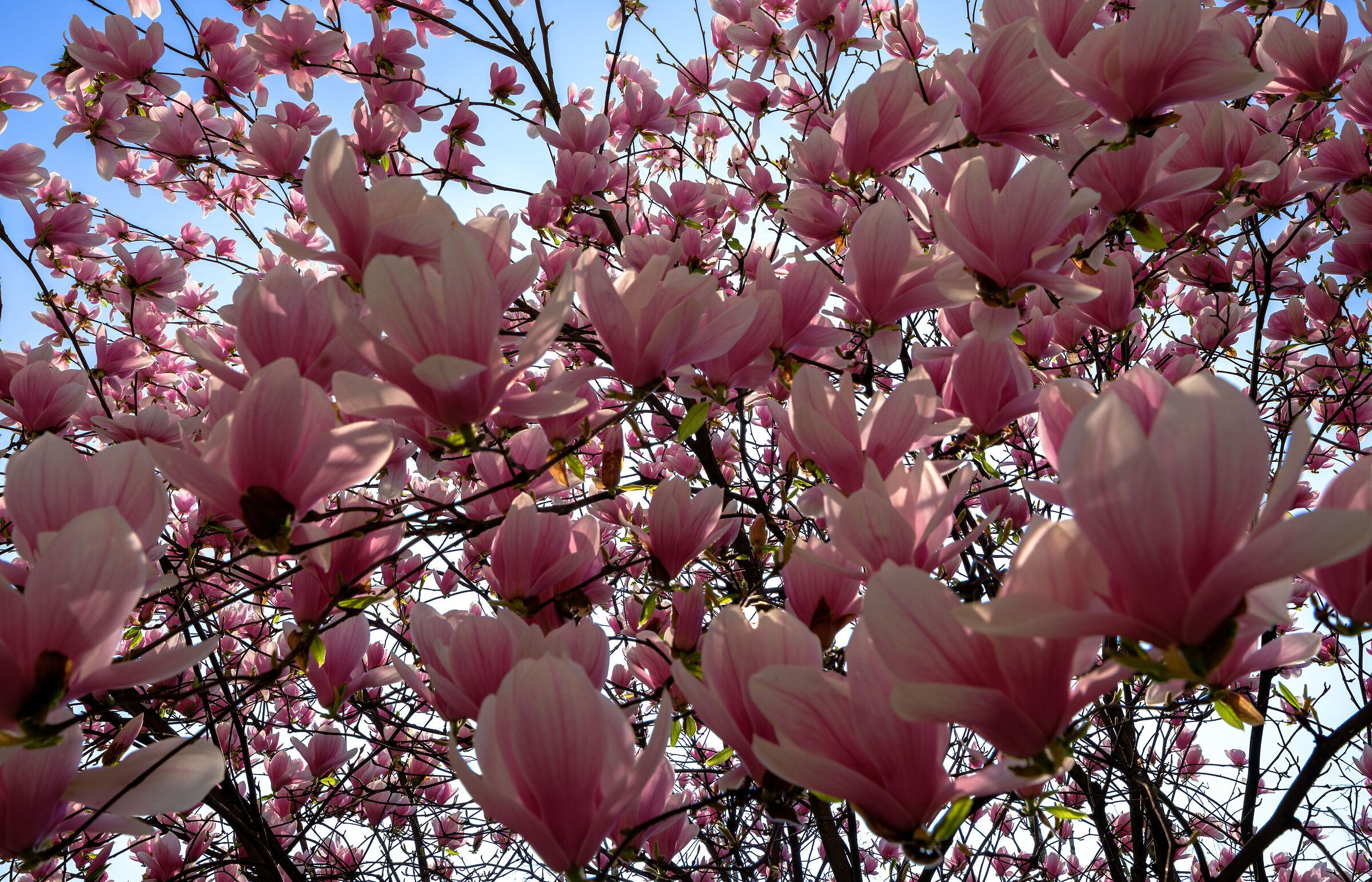 Dentro la magnolia