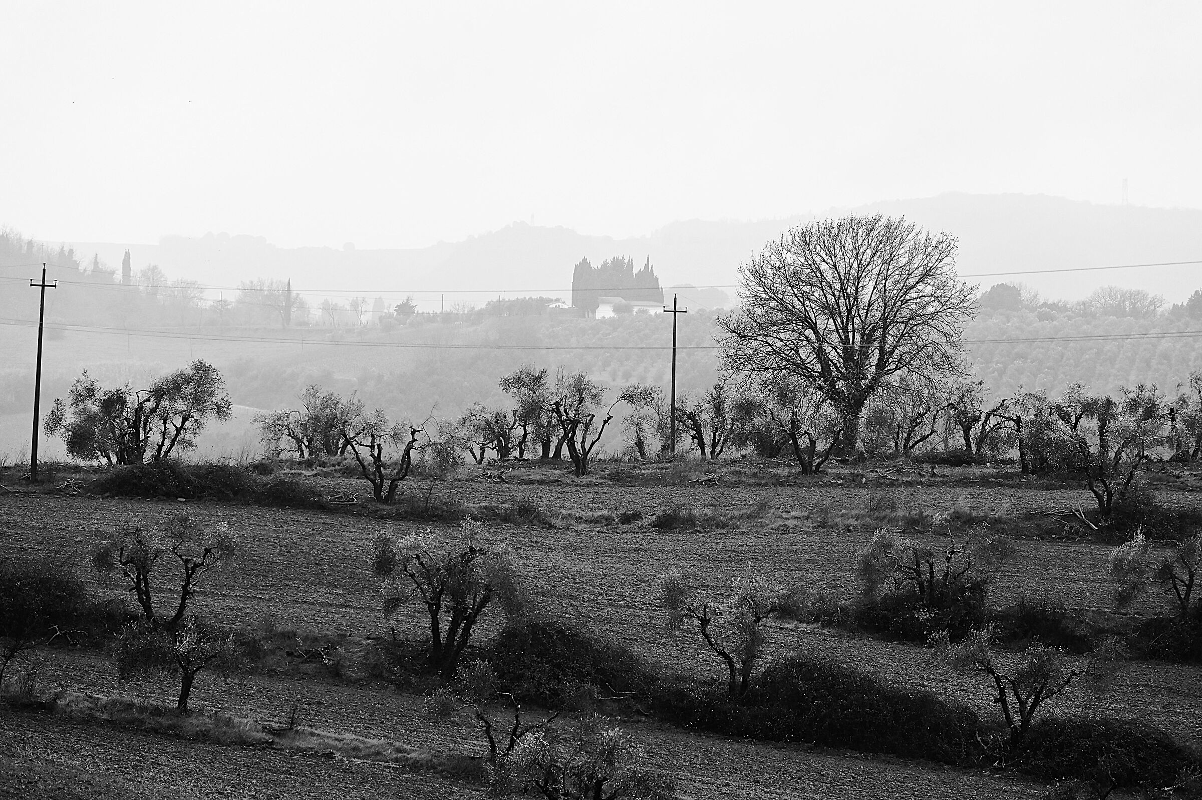 Fuori Siena localita` il Ciliegio.