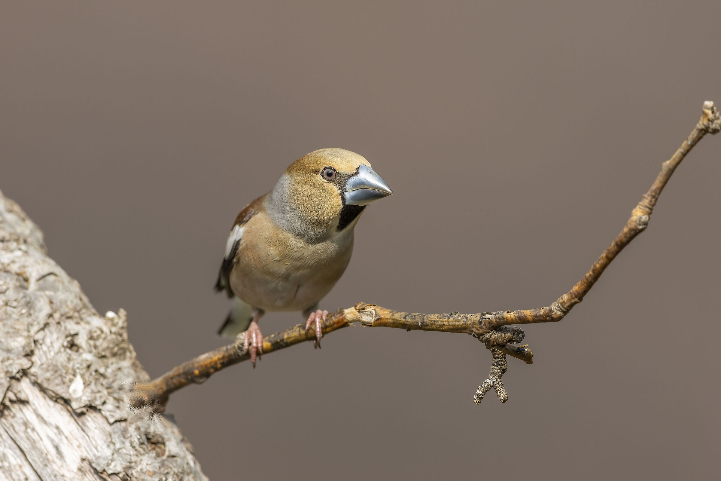 Frosone. Ferrara di Montebaldo marzo 2026