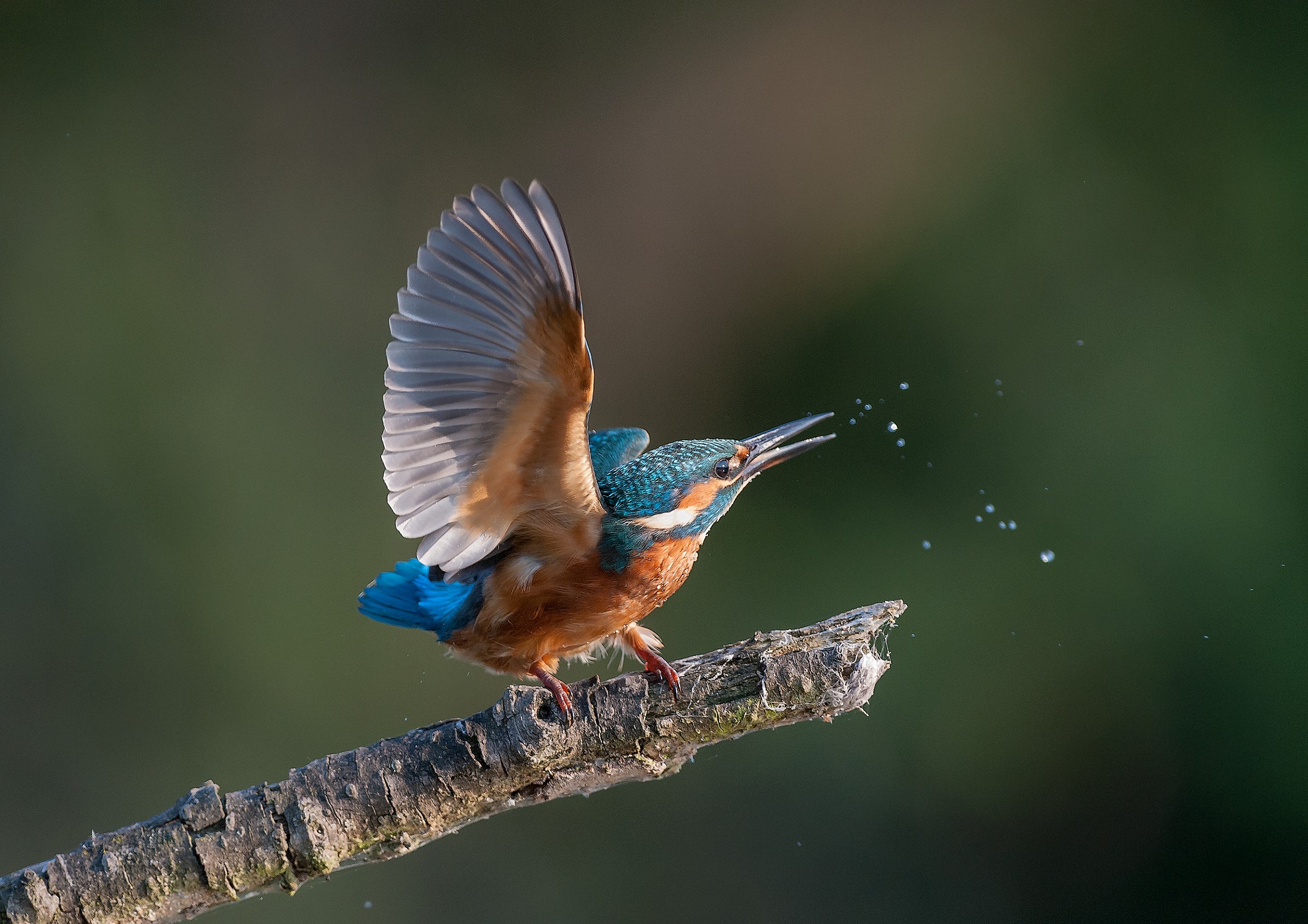 Bittersweet invincible ...