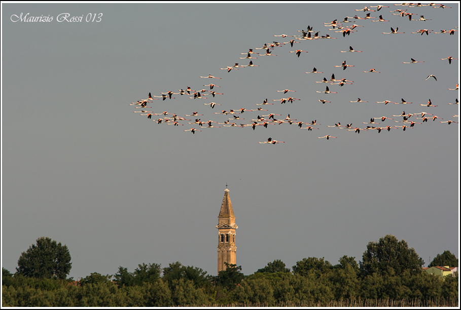 Migrazione dei fenicotteri