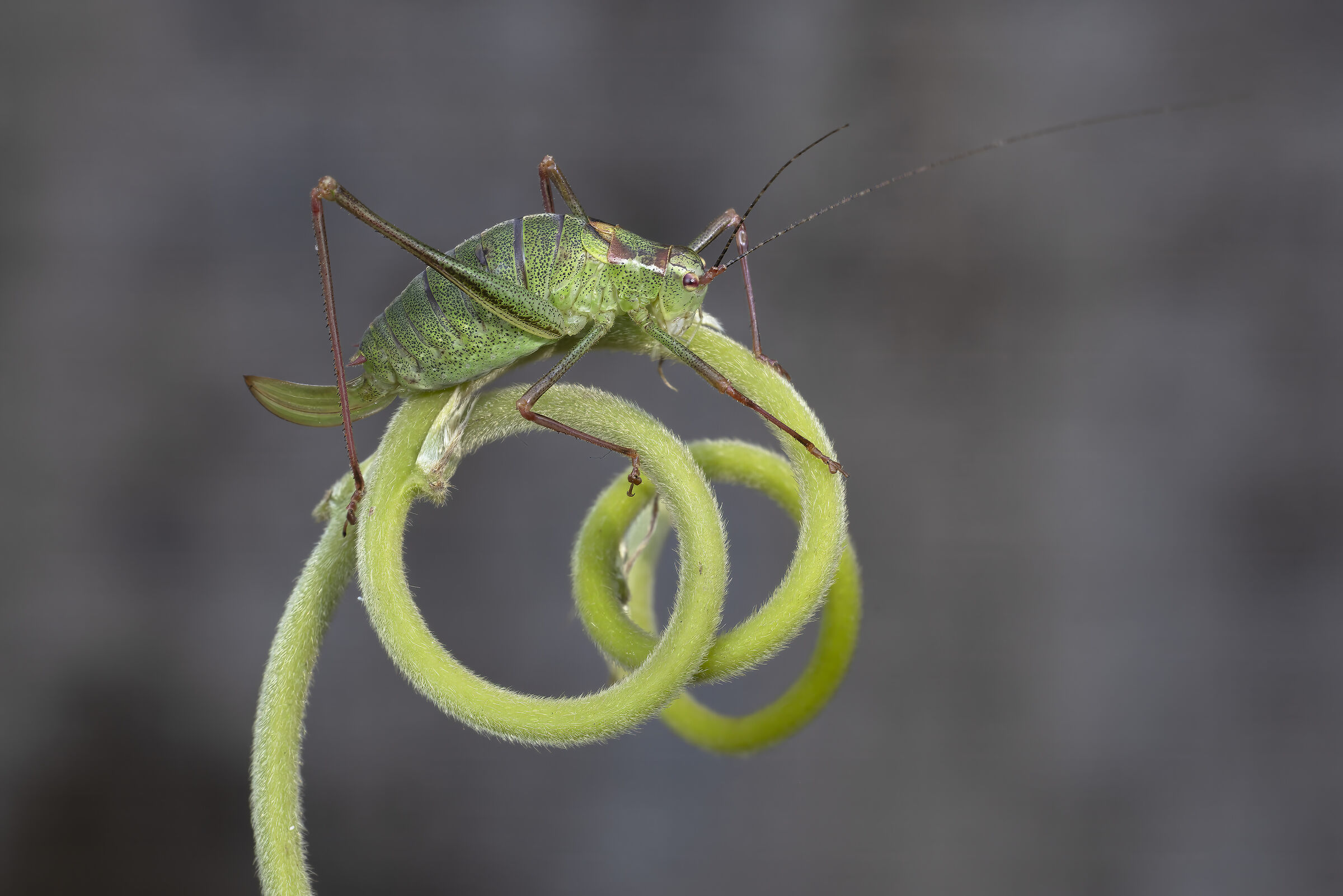 Tuttoverde