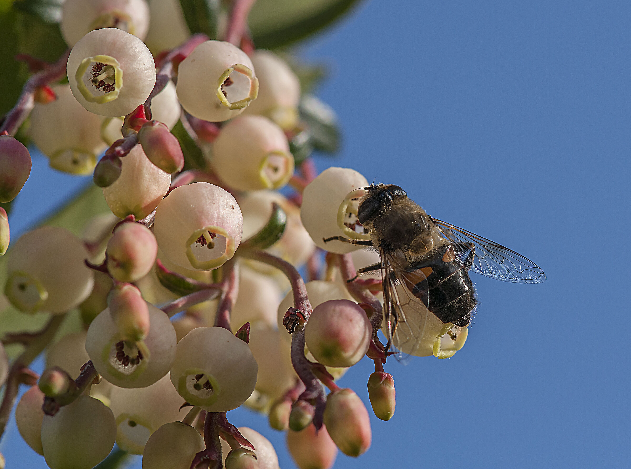 Bee