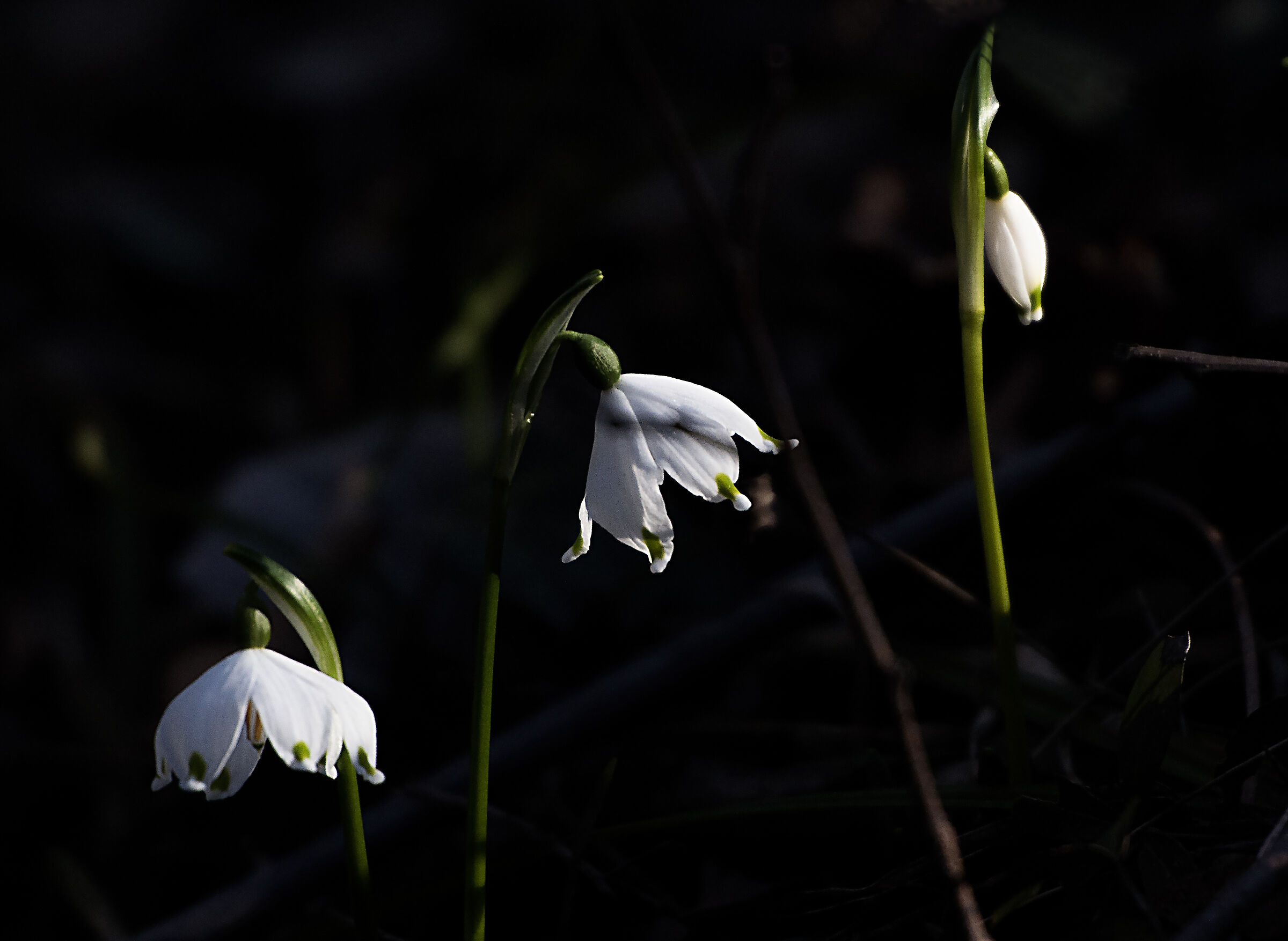 Bells
