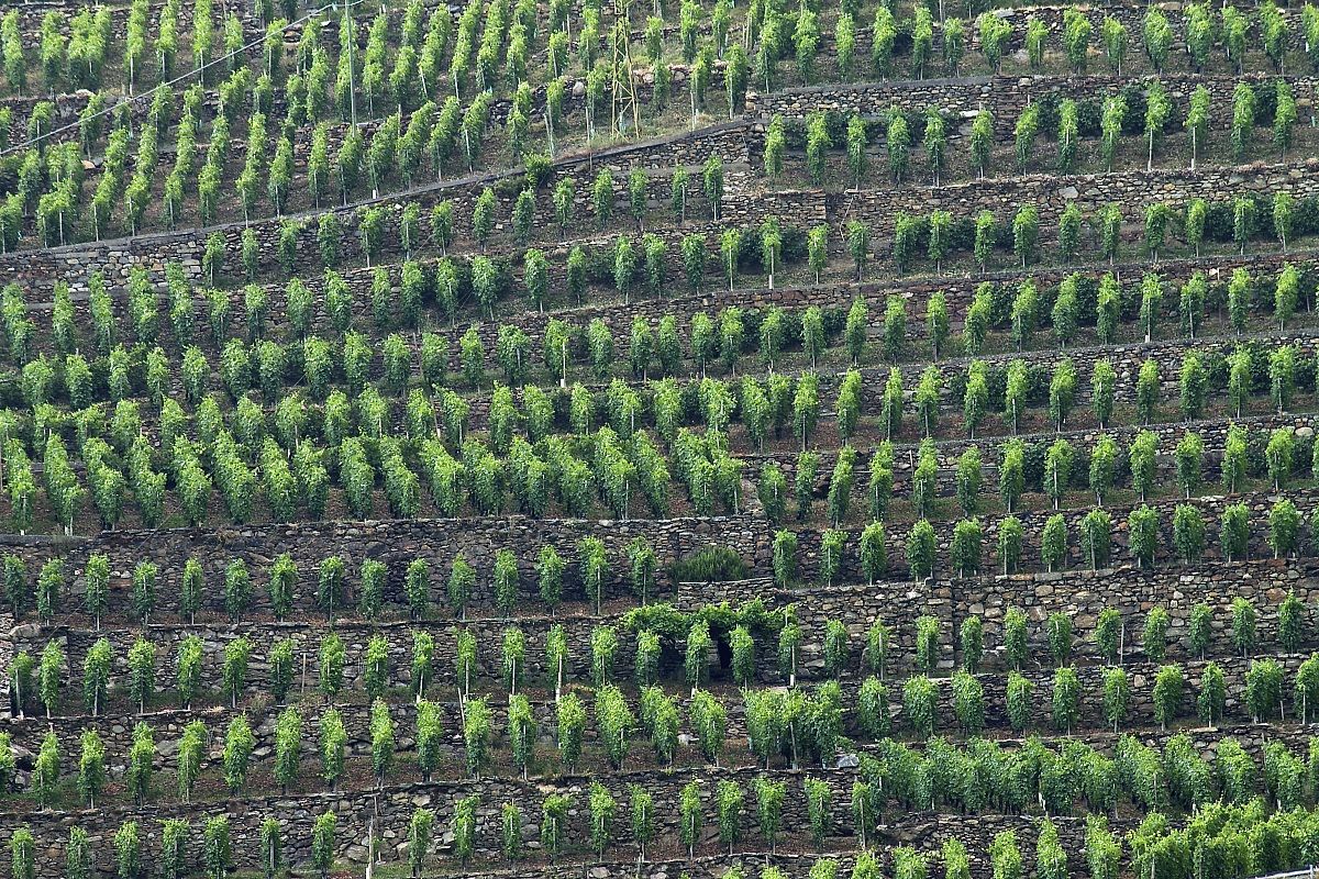 Vigneto valtellinese