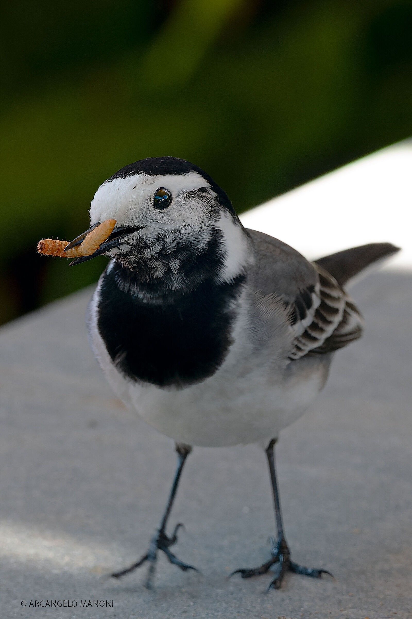 The ballerina's prey