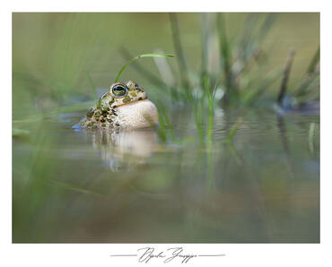 Bufo balearicus