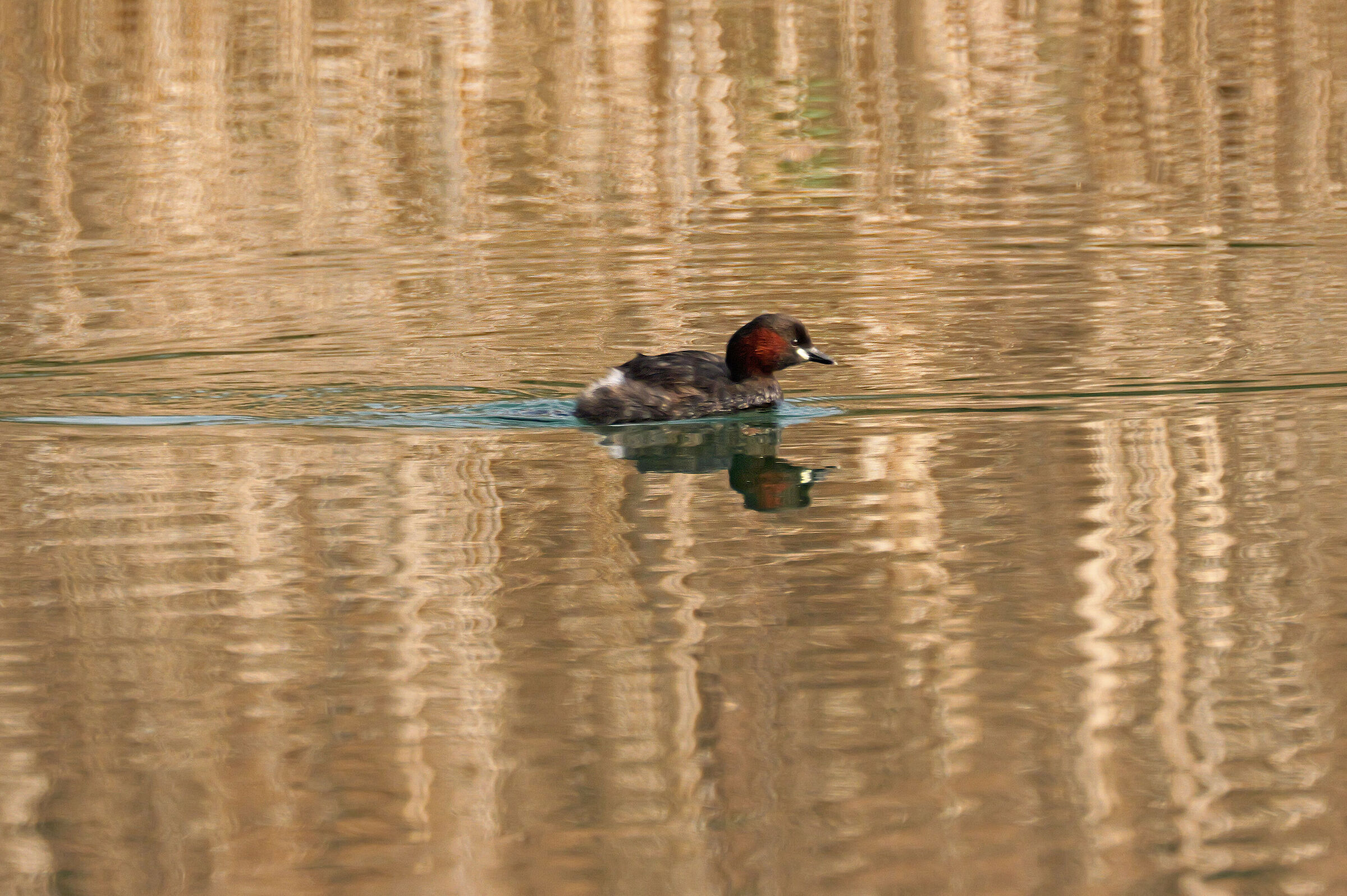 Tra i riflessi del canneto