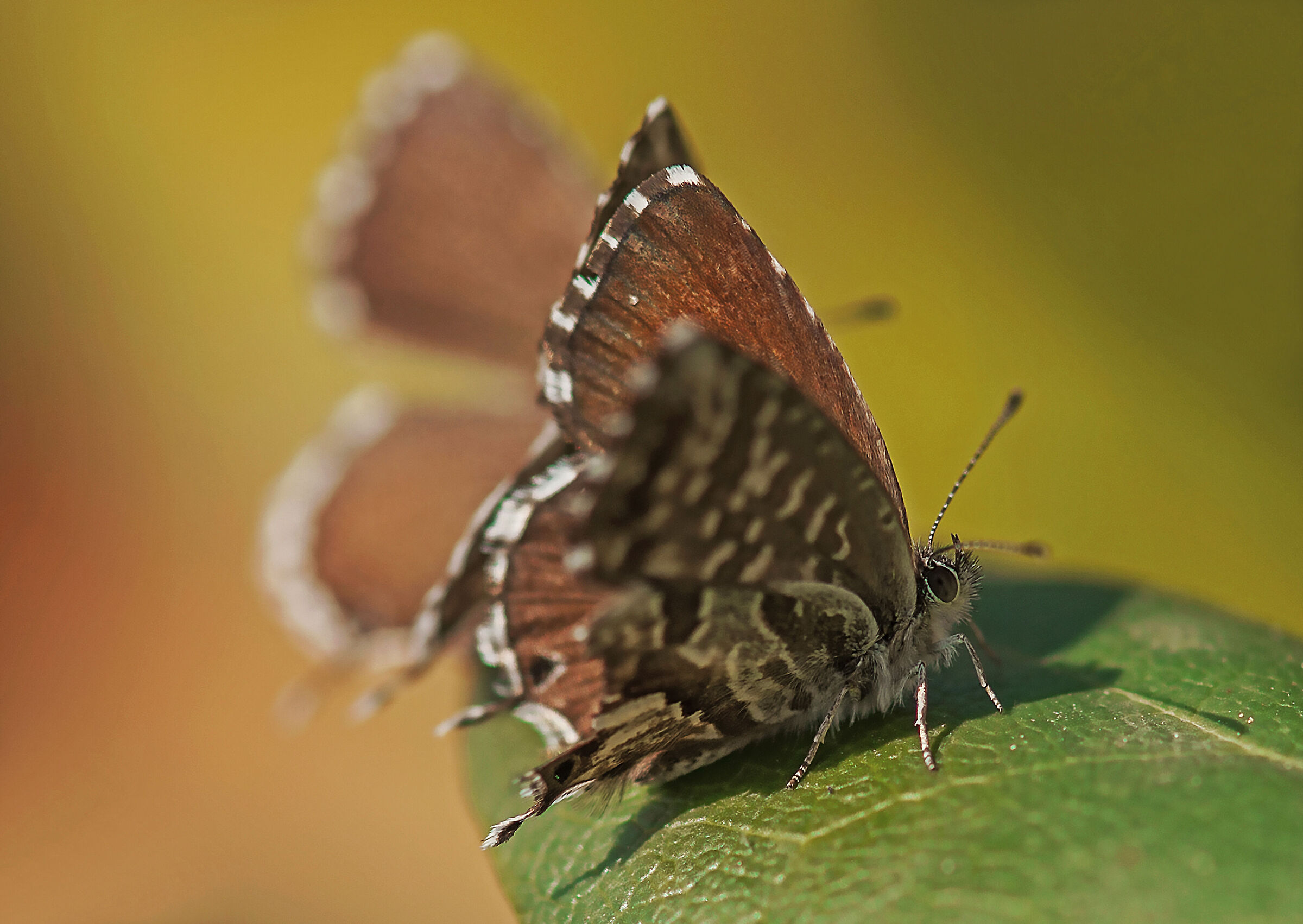 Cacyreus Marshalli (Geranium Lycaenide)