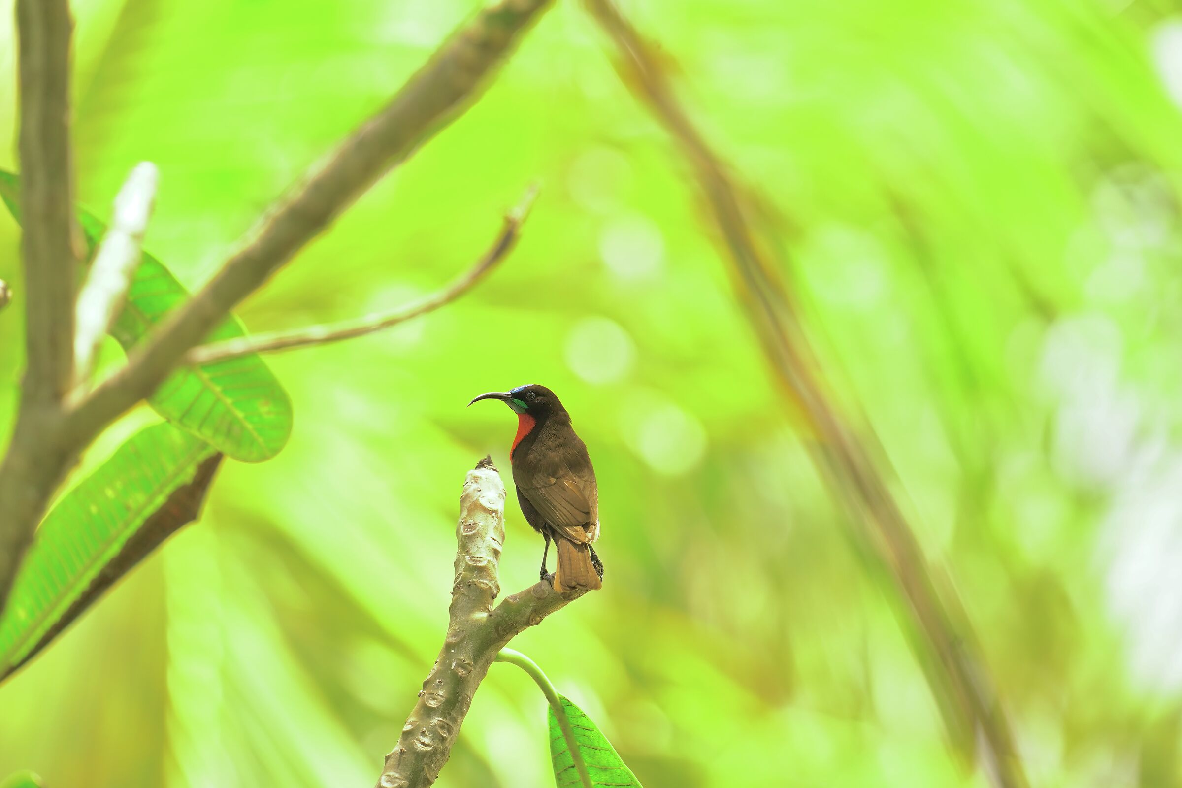 Scarlet breasted nectarine