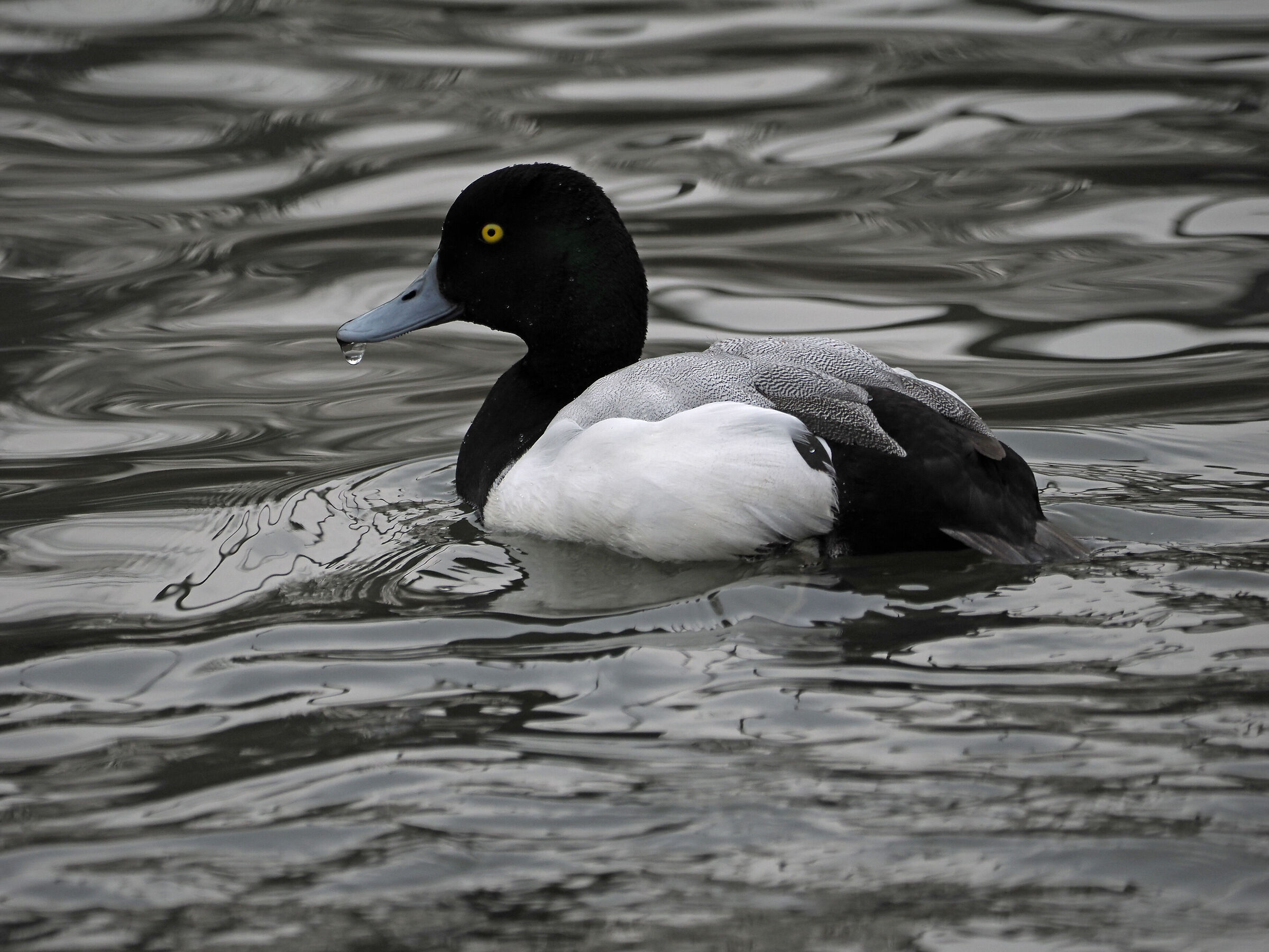 Grey Duck