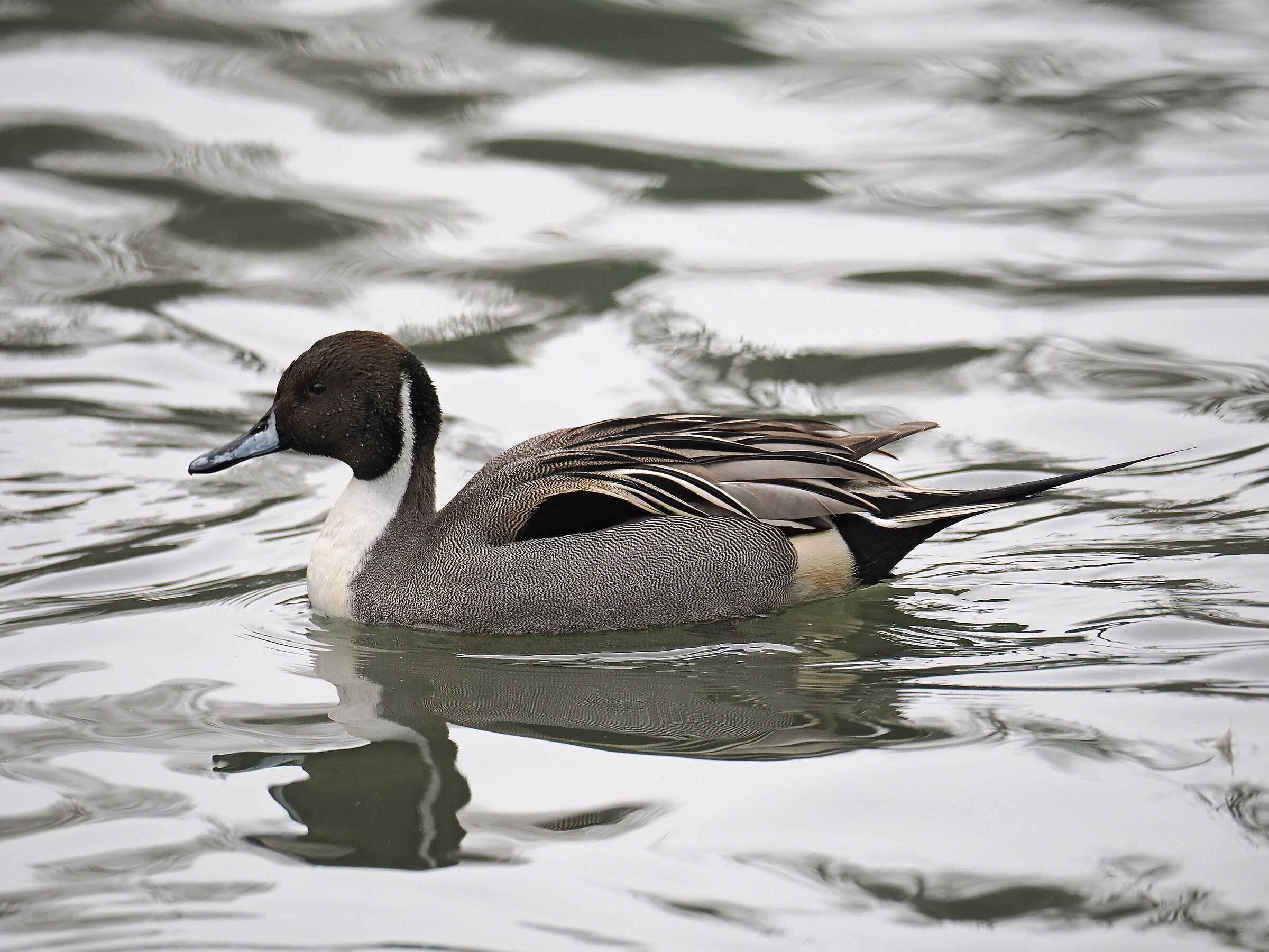 Male