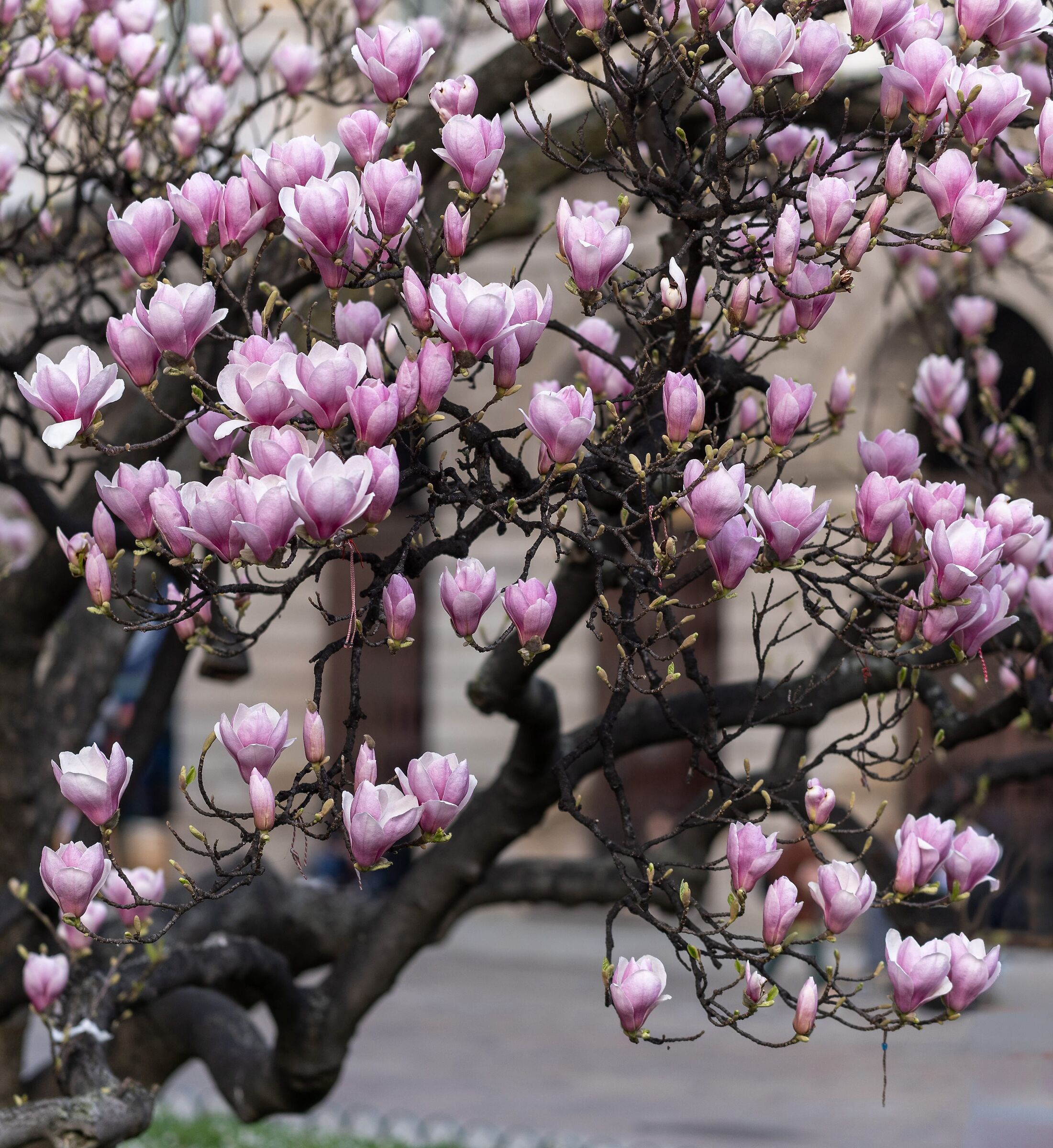 “Magnolia Denudata” in Piazza Duomo - 06/03/2026, 16:52