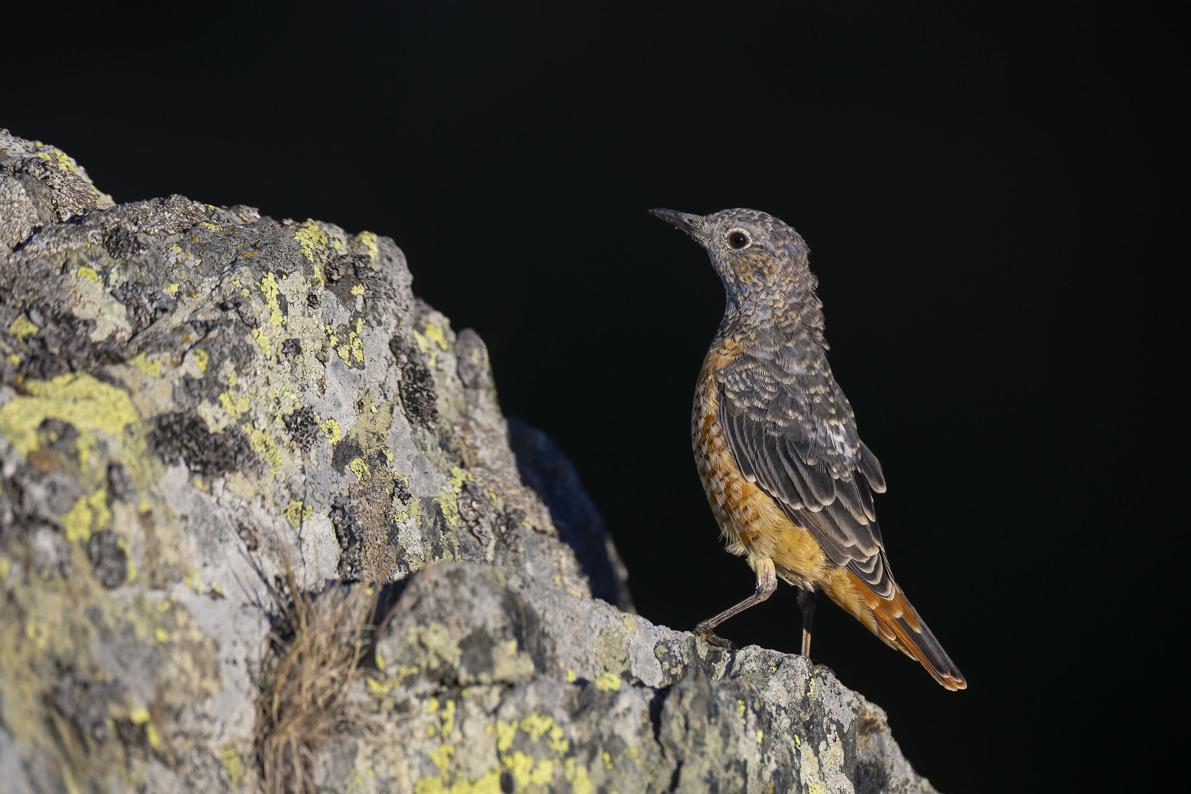 Male Redstart