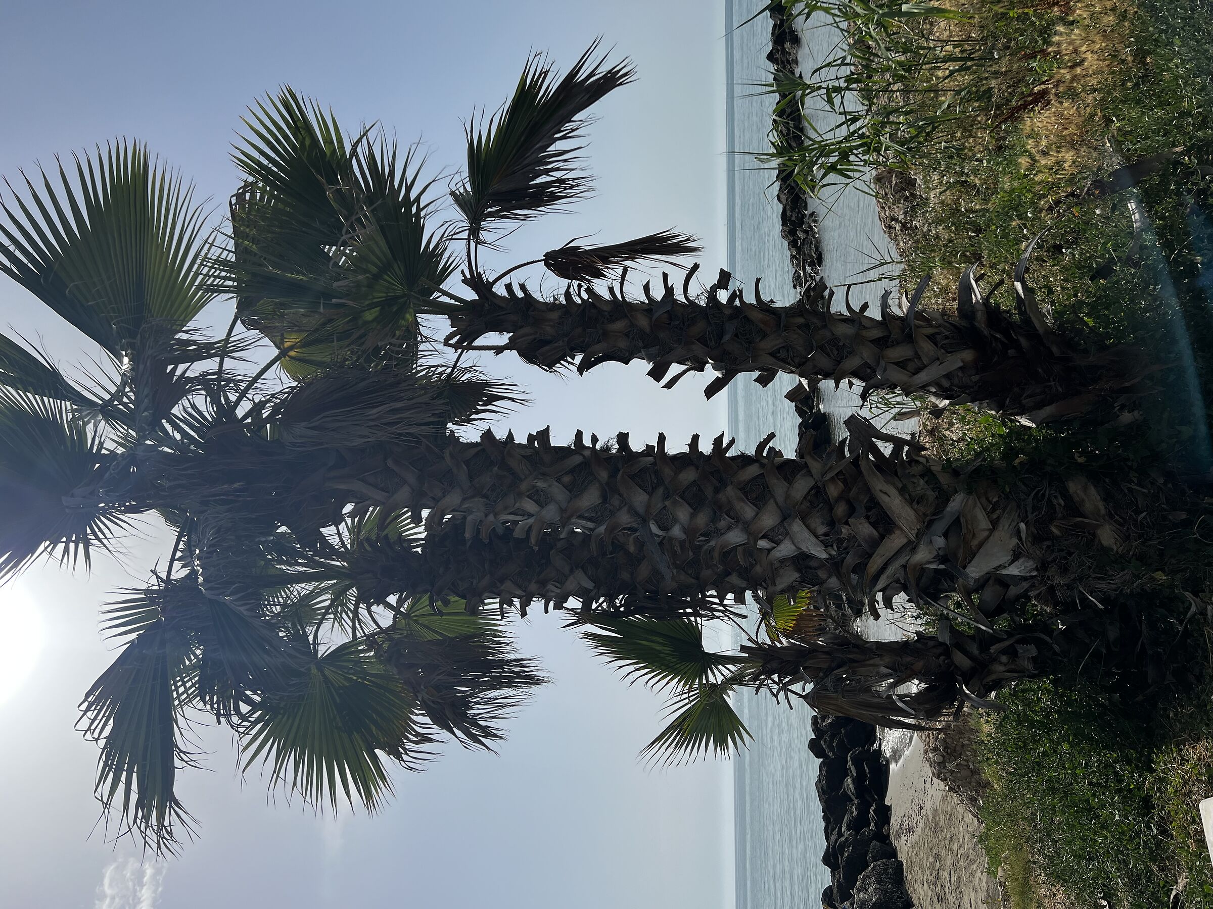 Mare