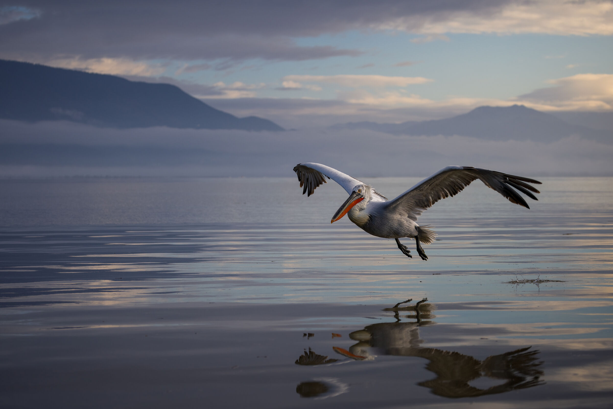 Dalmatian pelican