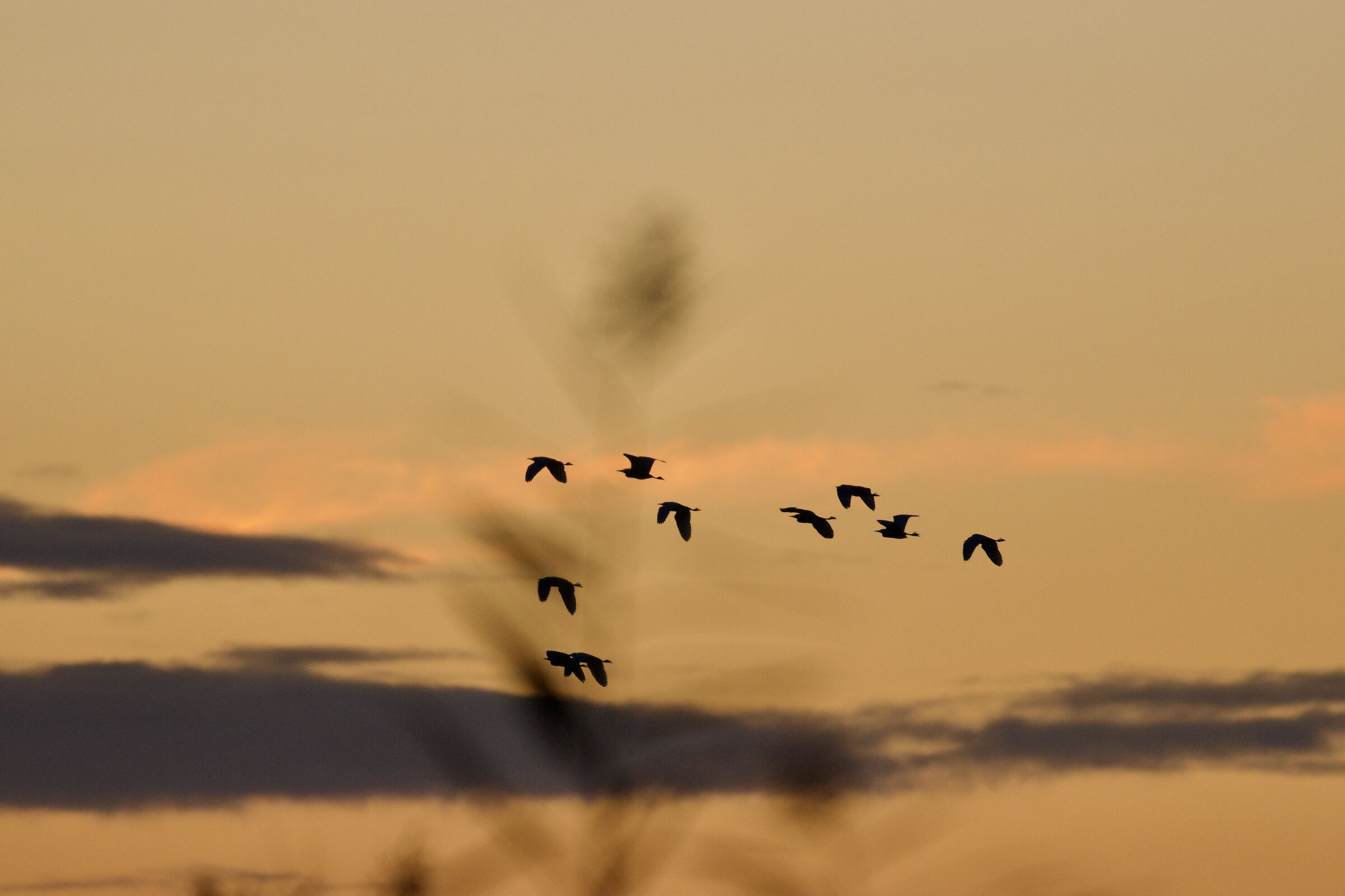 volo al tramonto