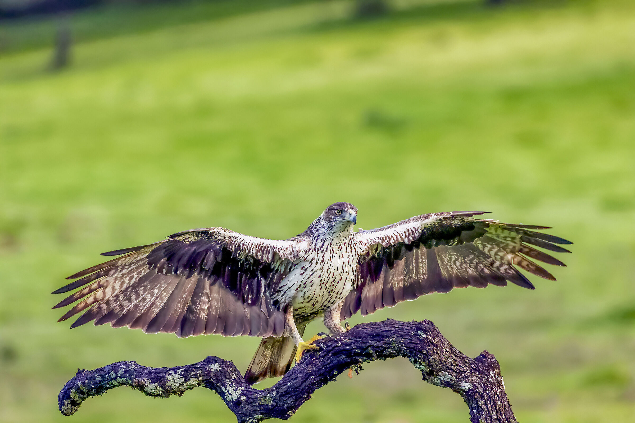 Aquila di Bonelli