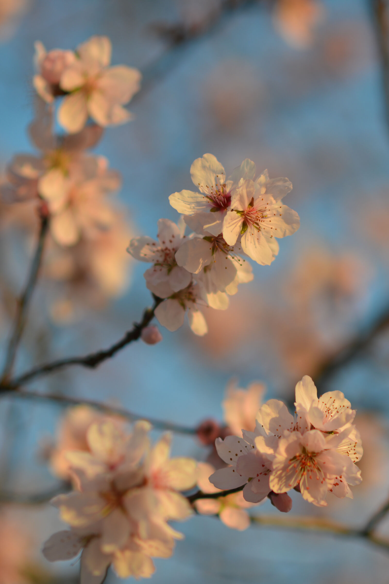 Almond blossom