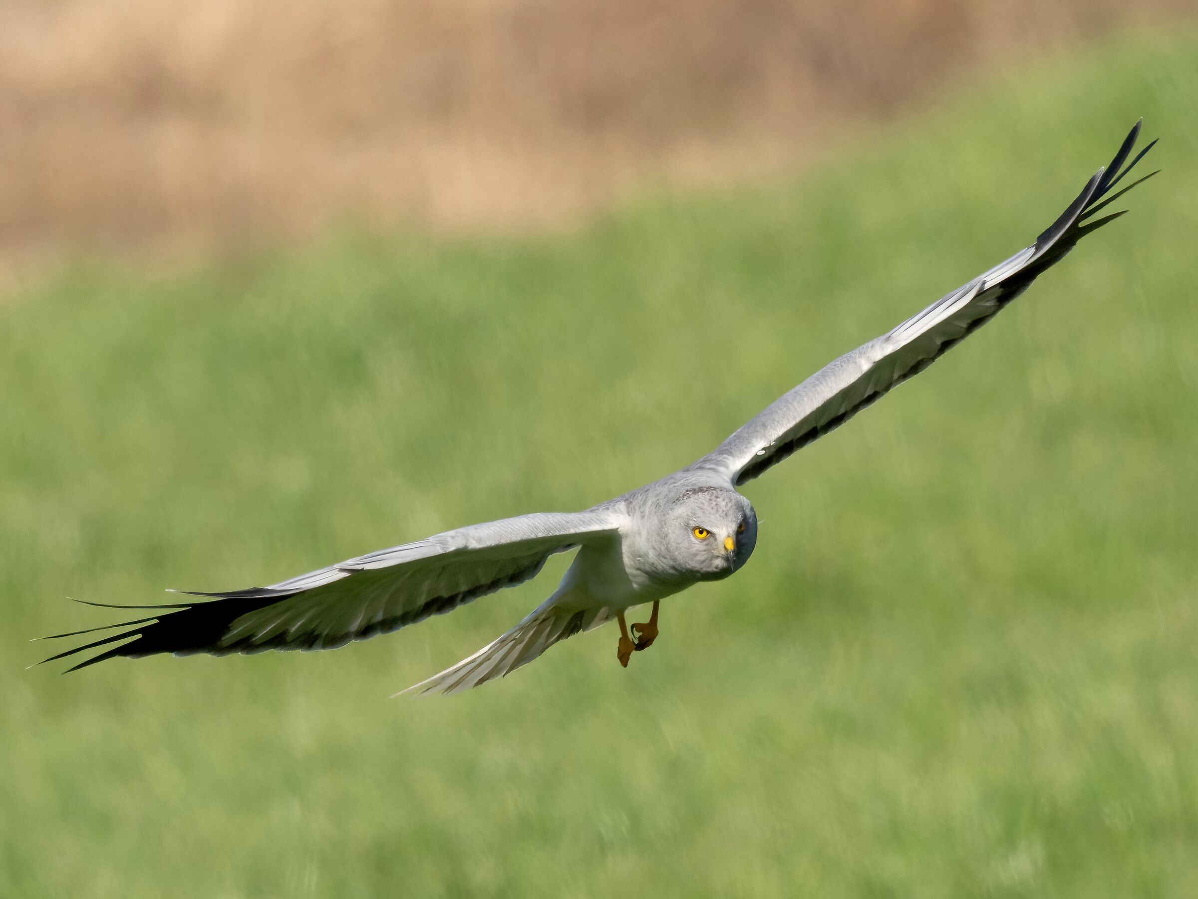 Hen Harrier (Circus cyaneus)