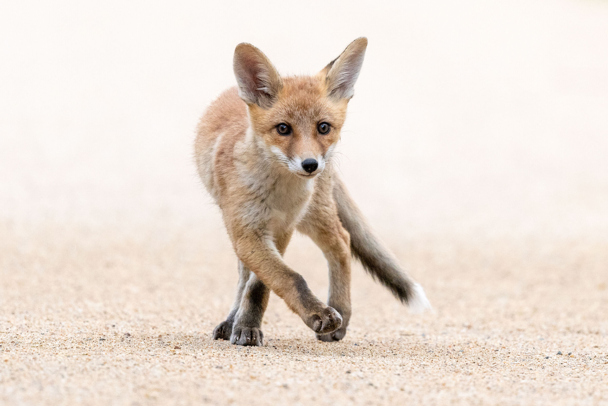 Young fox