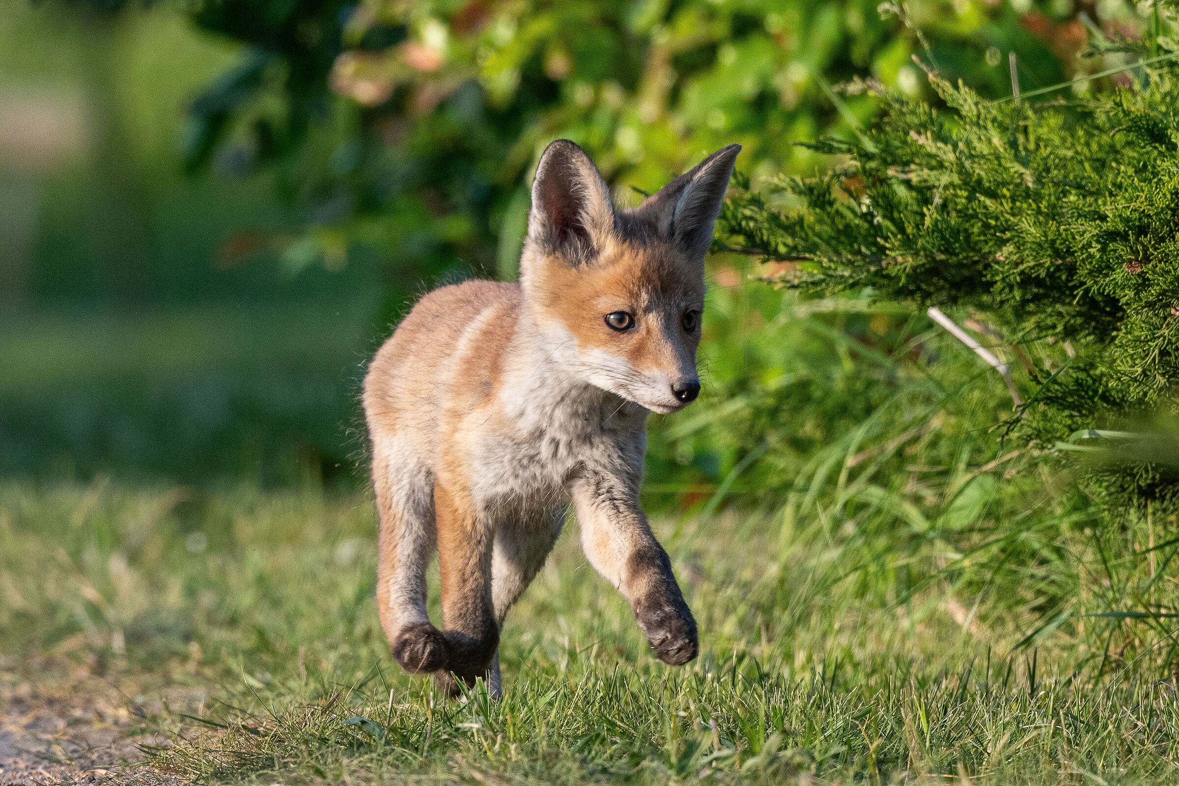 Young fox