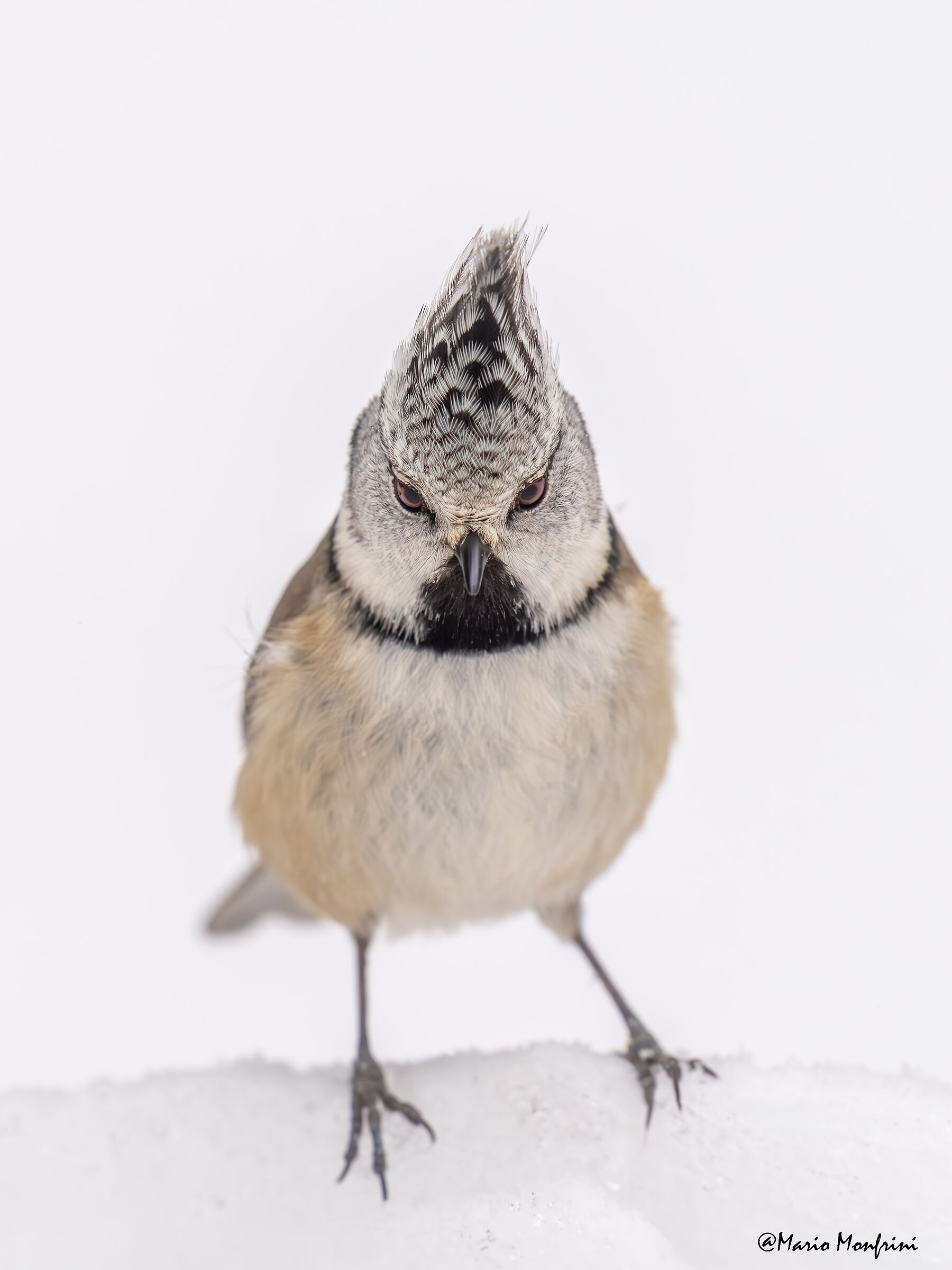 The angry tit