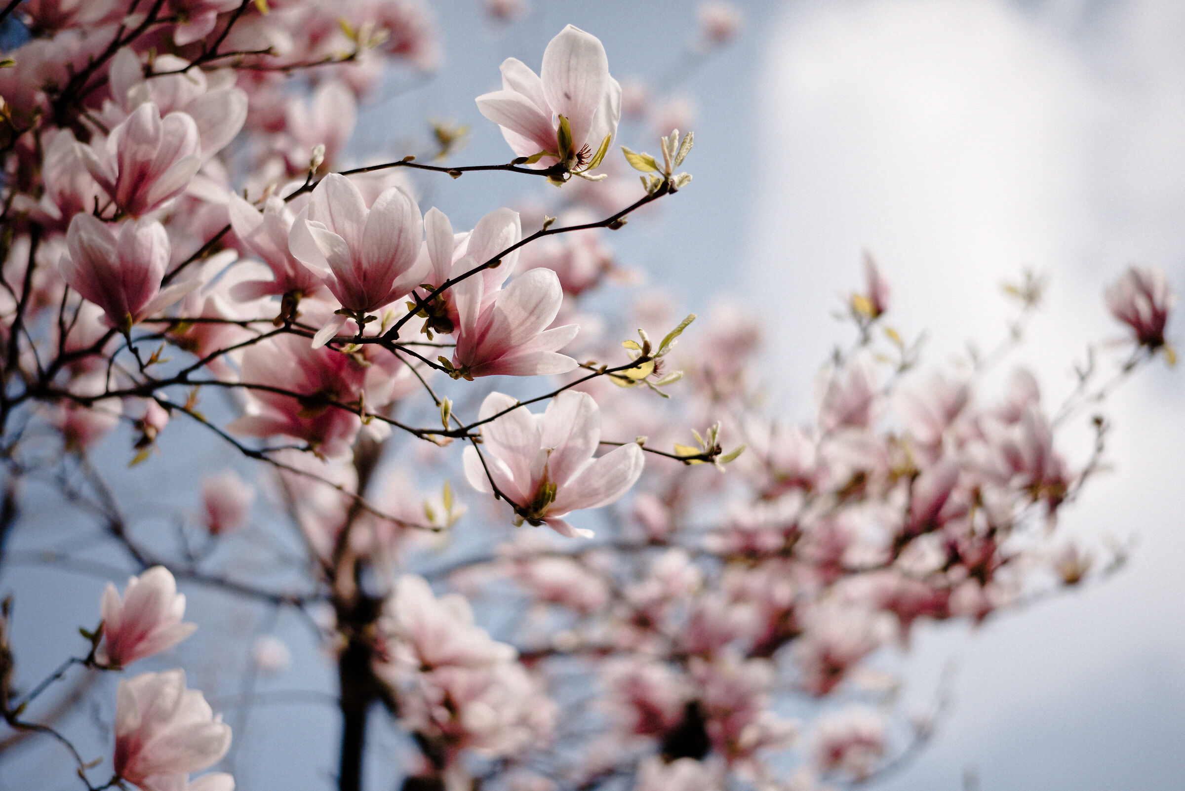 Magnolia 02