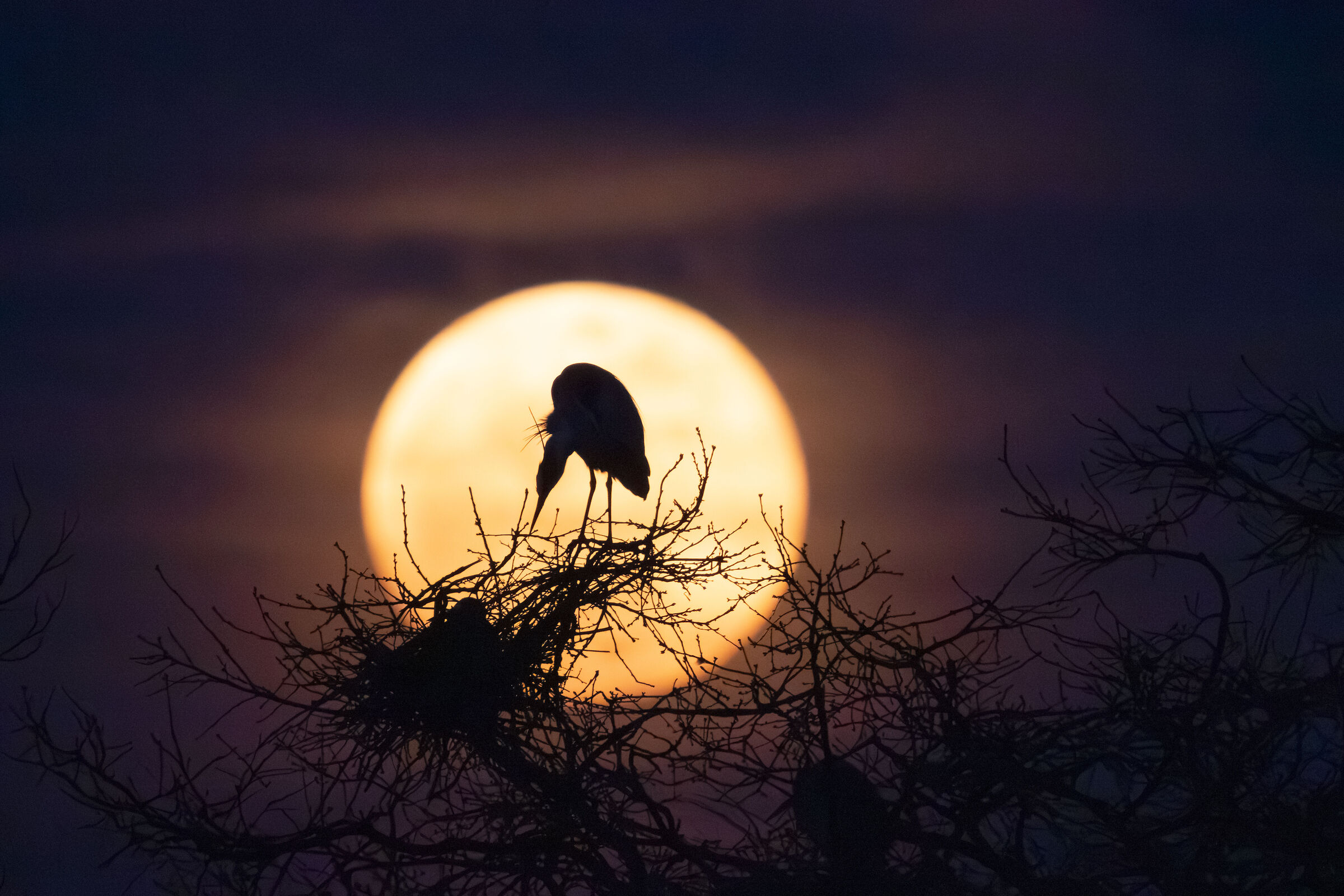 Grey herons with moon